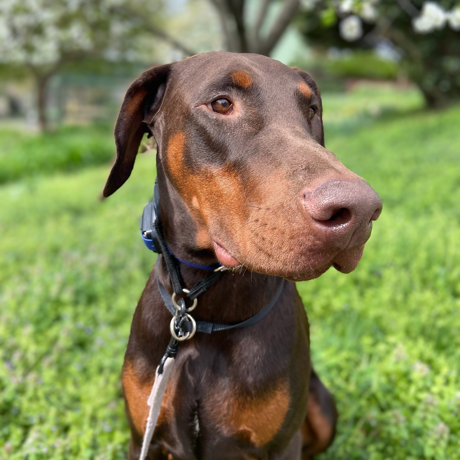Big congrats to Hobbes on passing his service dog test! 🎓🐾
All your training, consistency, and teamwork paid off—such a great partnership. We’re so proud of you both!
 