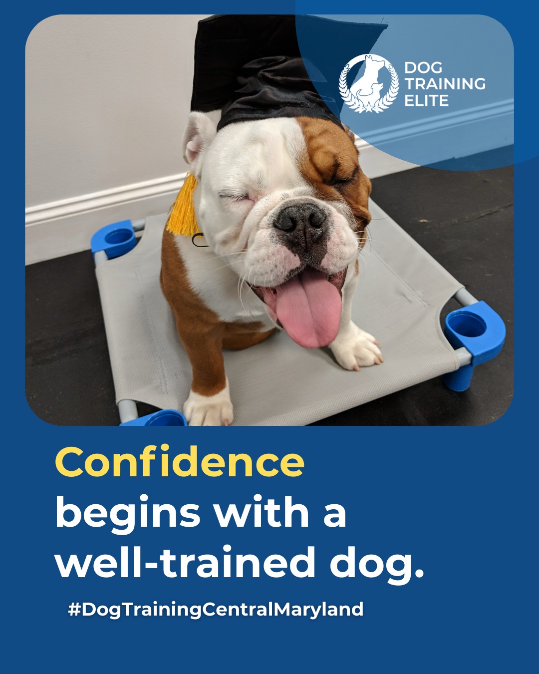 Looking for a dog that listens at home and in public? Obedience training teaches your dog to respond reliably in every situation, building trust, focus, and confidence. From recall and leash manners to staying calm around distractions, structured training helps your dog thrive in any environment. 

Work with our team in Central Maryland to create a consistent routine that brings out the best in your dog. Serving families in Annapolis and Columbia.

🐶 From basic obedience to advanced service dog training, Dog Training Elite Central Maryland helps dogs near Annapolis build better behavior and stronger bonds this season. 🐾
📍 https://maps.app.goo.gl/9YmD89xhkqBNA2Xy5



