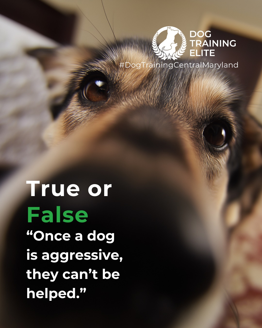 Aggression is a challenge. Not a dead end.

With patience, structure, and professional guidance, many dogs can learn to manage their behaviors. Our specialized programs at Dog Training Elite Central Maryland are built to restore trust, confidence, and peace at home. 💙

Make better behavior your first win of the year. Book your free in-home evaluation and see why Annapolis and Columbia dog owners choose Dog Training Elite for real, lasting results.
 📍 https://maps.app.goo.gl/9YmD89xhkqBNA2Xy5


