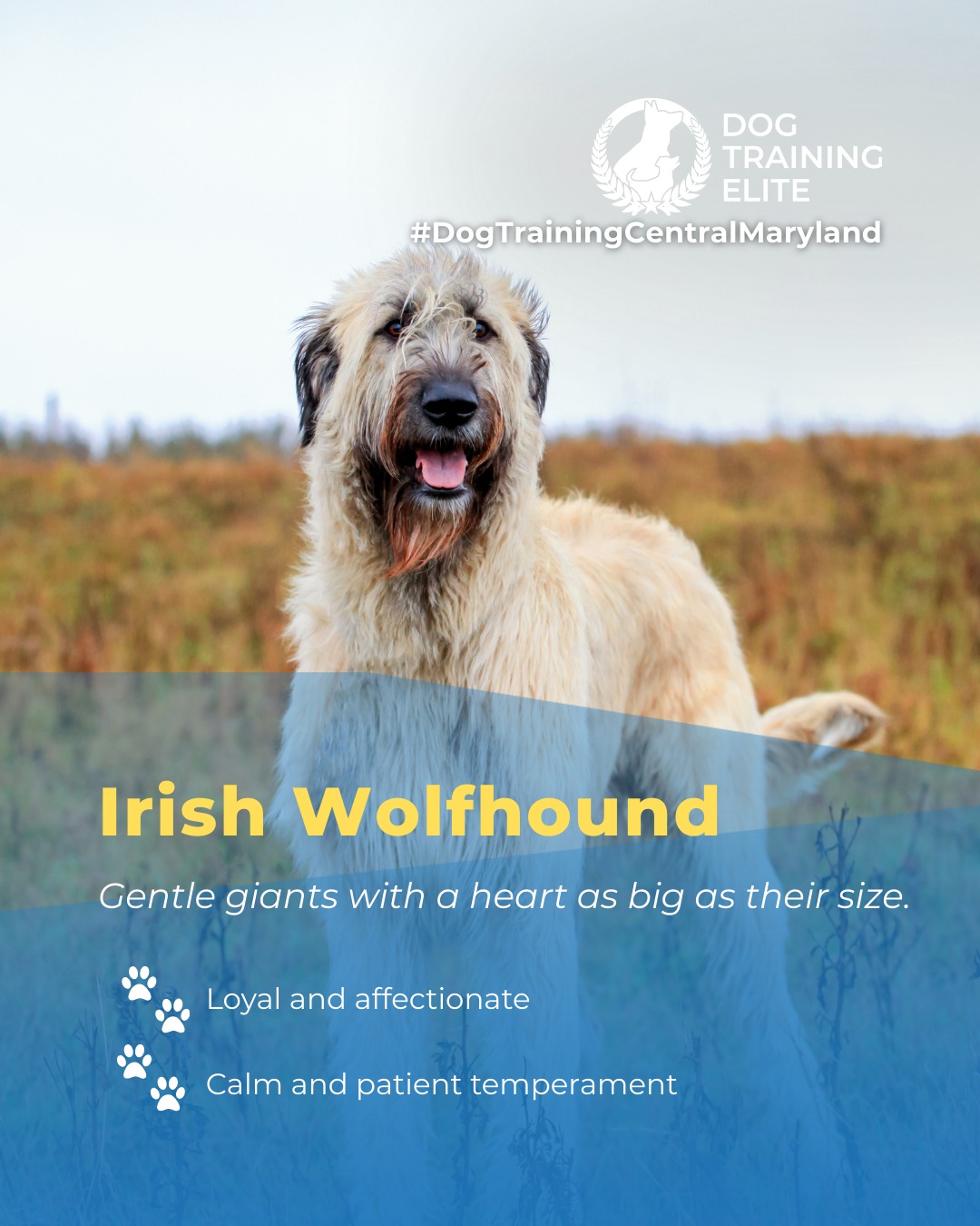 Irish Wolfhounds are known for their towering size, but their gentle and loyal nature makes them true companions. With calm patience and a heart full of affection, they thrive when given proper training and guidance. Socialization and consistent obedience help these gentle giants become confident, reliable, and happy members of your family. 

From basic obedience to advanced service dog training, Dog Training Elite Central Maryland helps dogs near Annapolis build better behavior and stronger bonds this season. 🐾
 📍 https://maps.app.goo.gl/9YmD89xhkqBNA2Xy5



