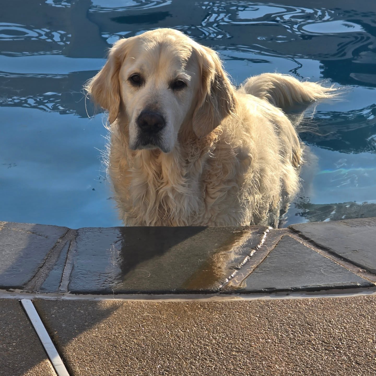 Murphy up for an early morning swim.  How is your furry friend spending this beautiful Saturday?




