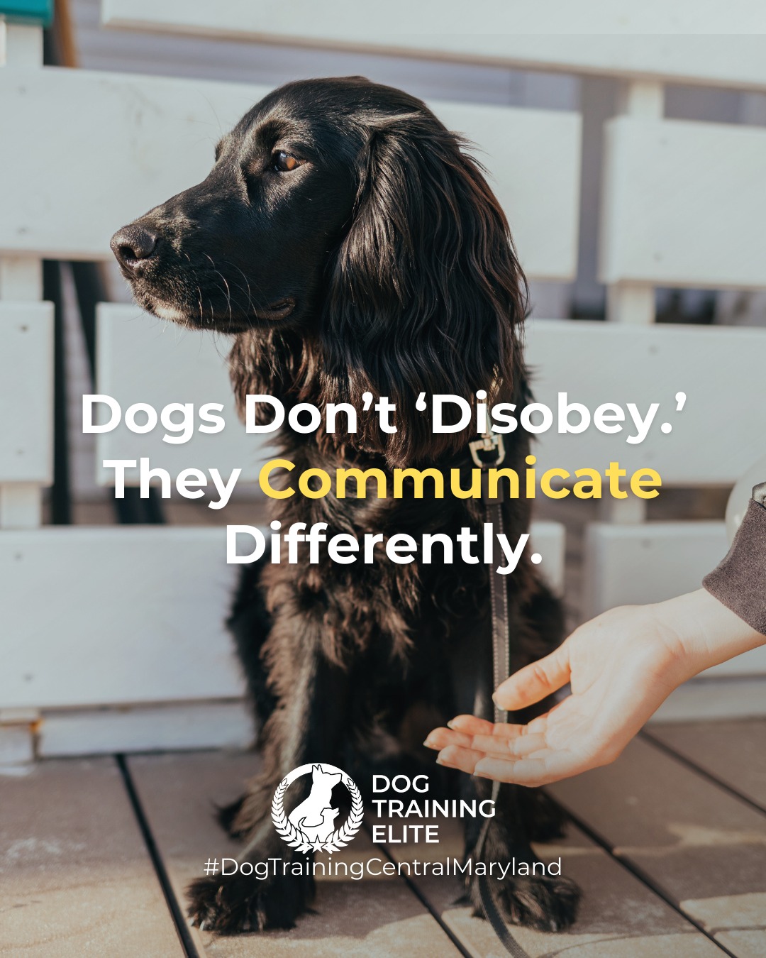 When your dog ignores a command, it&rsquo;s rarely defiance, it&rsquo;s communication.
Dogs often hesitate because they&rsquo;re confused, anxious, or unsure of expectations.

💡 Try this:
Revisit commands in a calm, low-distraction environment.
Keep tone and cues consistent.
Reinforce small wins to rebuild confidence.

When we listen to what our dogs are showing us through behavior, training becomes teamwork, not a power struggle.

 👉 From basic obedience to advanced service dog training, Dog Training Elite Central Maryland helps dogs near Annapolis build better behavior and stronger bonds this season. 🐾
 📍 https://maps.app.goo.gl/9YmD89xhkqBNA2Xy5



