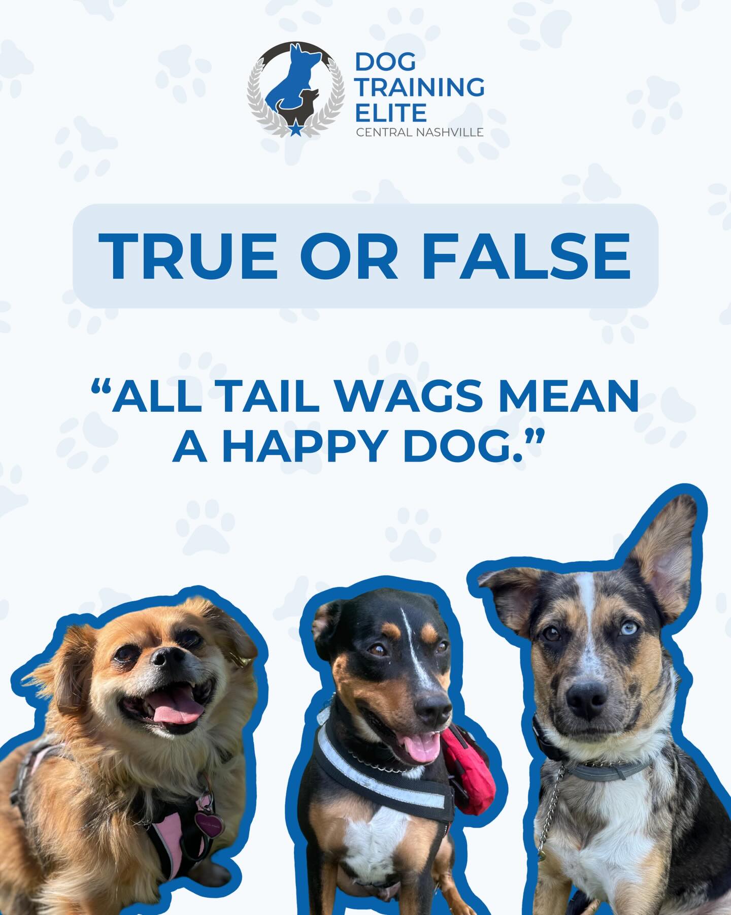 “All tail wags mean a happy dog.” 🐶🐾

❌ False!
Not every tail wag is a sign of happiness, dogs use their tails to express many emotions!

👉 A loose, full-body wag usually means they’re friendly or excited.
👉 A stiff, high wag can signal alertness or even agitation.
👉 A low, slow wag might show uncertainty or submission.

Learning to read your dog’s body language helps you understand how they truly feel and keeps both you and your pup safe and connected. 💛

📞 Ready to communicate better with your dog?
Call us today at 615-314-8514 for your FREE in-home evaluation with Dog Training Elite Central Nashville!

