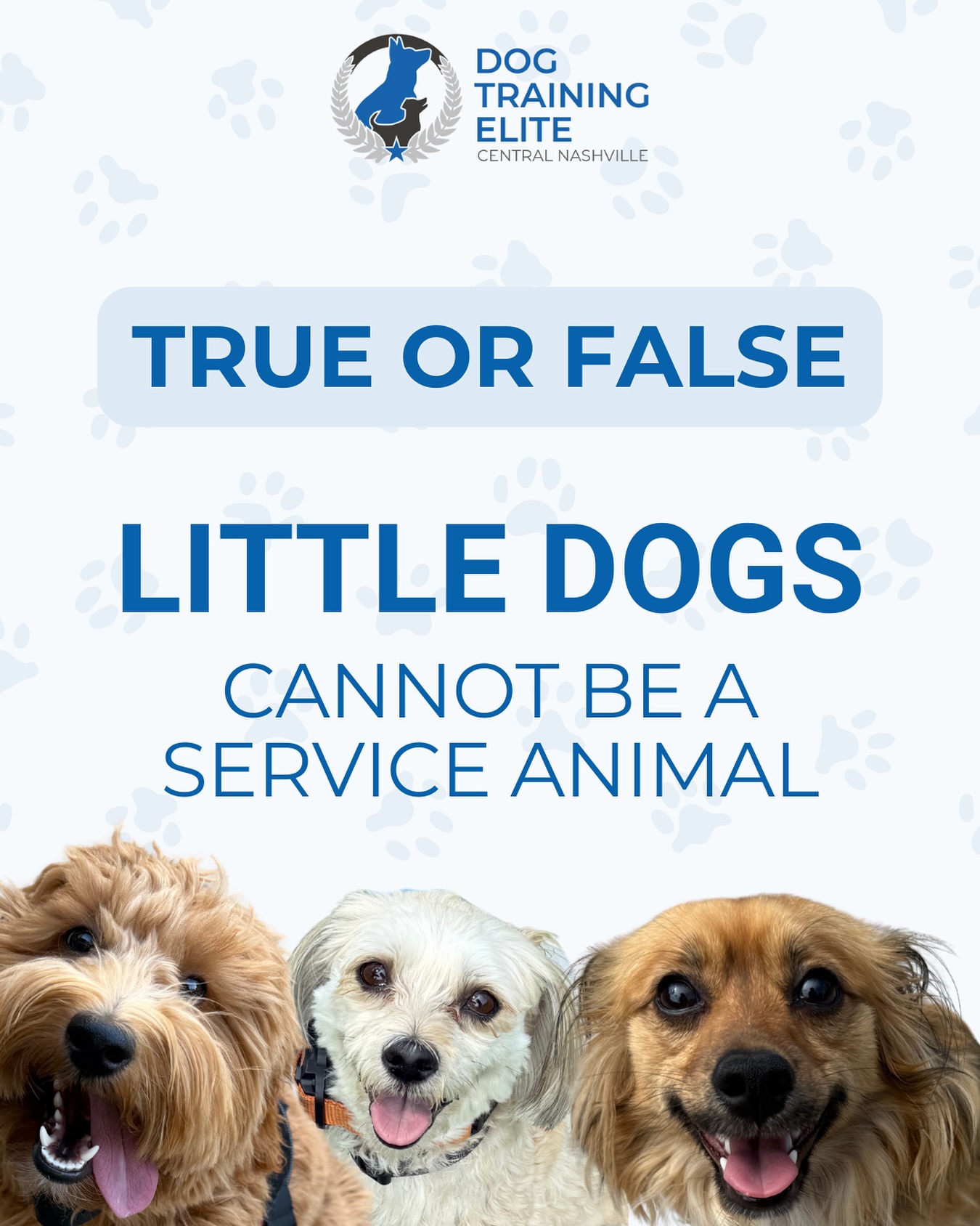 True or False? 🤔
Little dogs can’t be service animals…

🚫 FALSE! Size doesn’t matter when it comes to service work. 🐾

What matters is their training, skills, and ability to support their handler’s needs. From alerting to medical conditions to providing emotional support tasks, small dogs can make amazing service partners. 💙🐕‍🦺

📞 Call us today to schedule your free in-home evaluation: 615-314-8514

