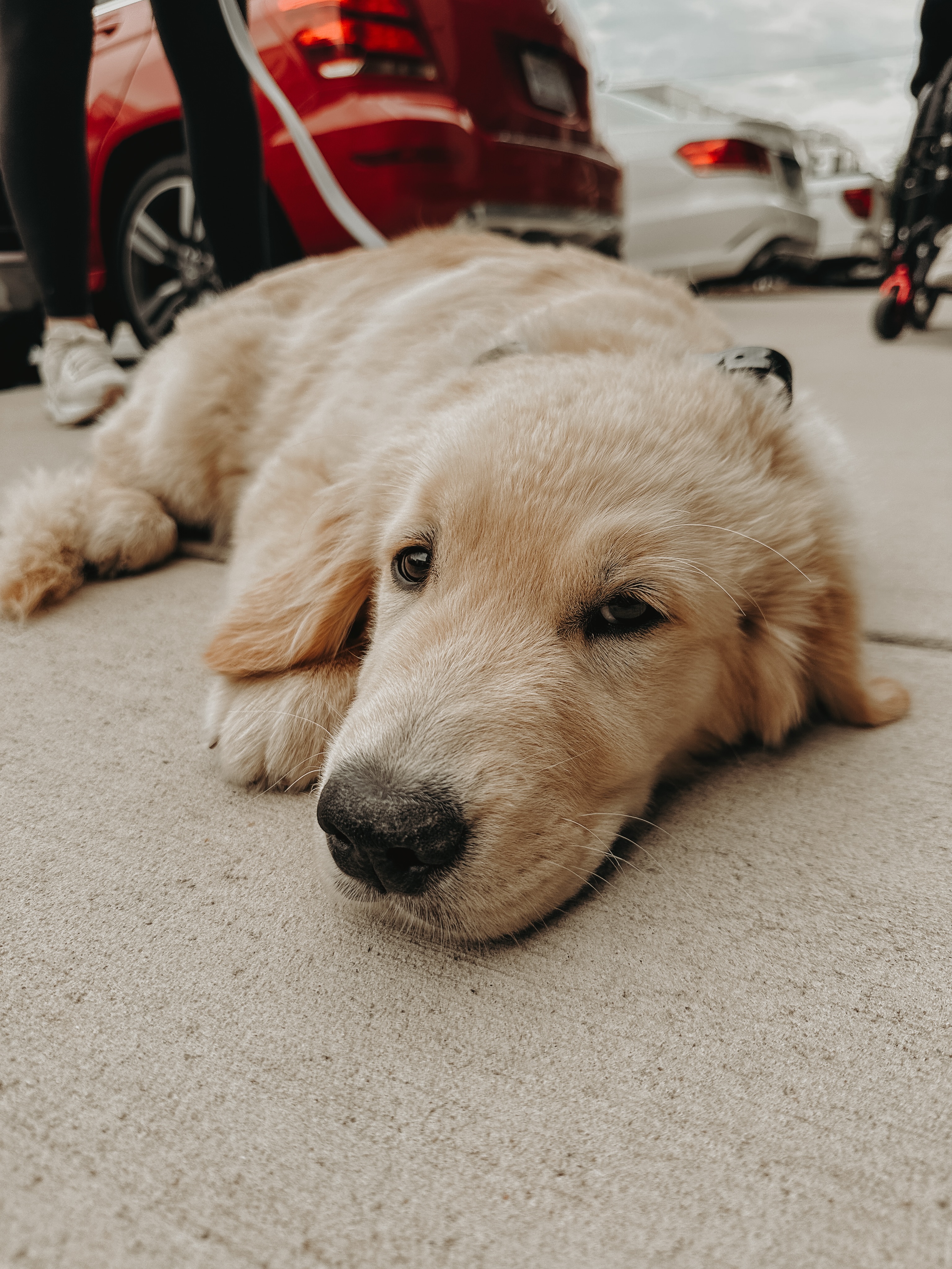 Miss Millie was ready for a nap after her in-home training session!😴

Mental stimulation does wonders on burning off that excess energy. Yes, our dogs need physical activity but when we only focus on physical activity you&rsquo;re just building stamina. Having our dogs think for themselves and give them small jobs to do throughout the day tires them out way faster!🐶

.
.
.
.

