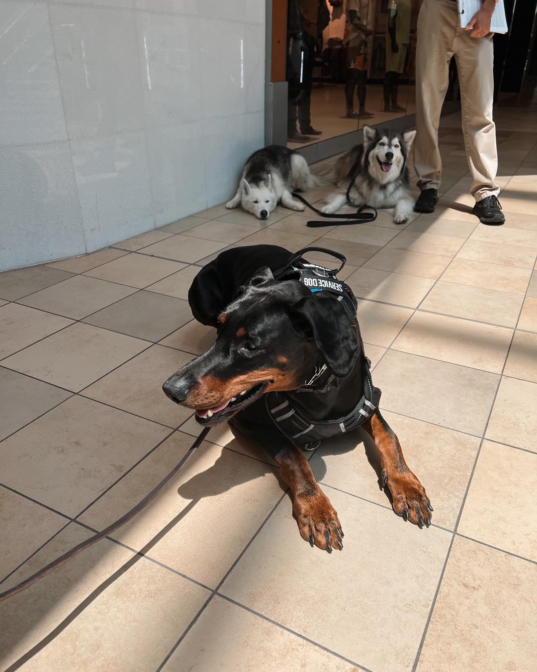 Congratulations to Duke and his handler for passing their public access test!👏🏻

Their hard work has paid off and we can&rsquo;t wait to see what they do next!💙

.
.
.
.

