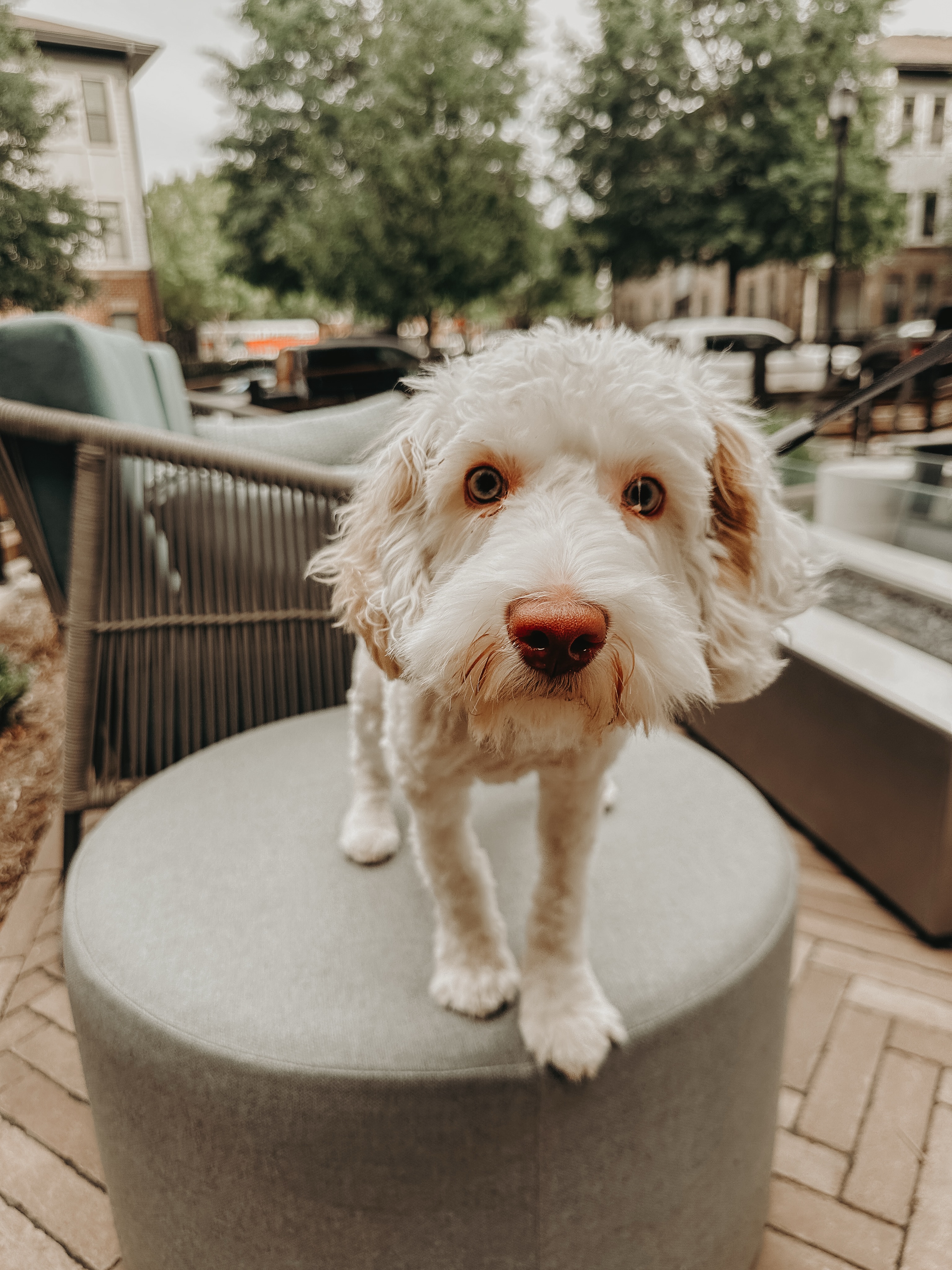 Albus had fun during his &ldquo;place&rdquo; session!🐶

He picked up on it fast and there were lots of random things for him to practice advanced place on around the apartment complex. Looking around you&rsquo;ll probably find a lot of random things to test your dog&rsquo;s confidence on while you&rsquo;re out and about, on a walk, or just hanging out around the house - we&rsquo;ve had a few send pictures of their dogs on Amazon boxes so we literally mean ANYTHING they can fit on!👏

.
.
.
.

