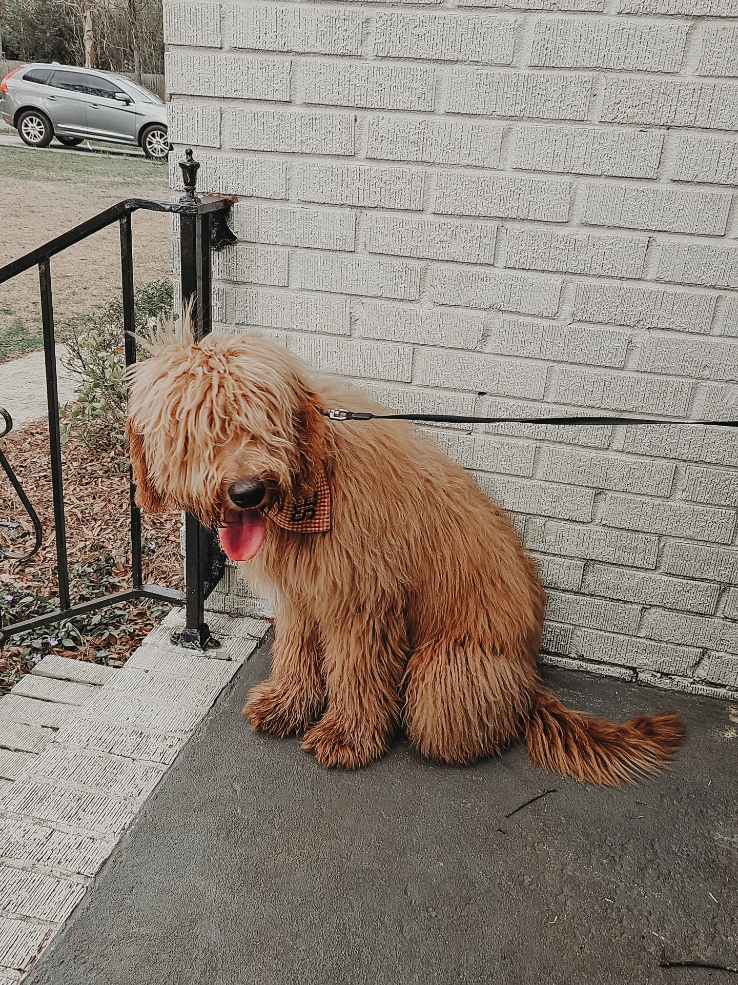 Shug is a big dog so we are helping him and his family get him ready through dog training to welcome a tiny human home soon!🍼

Impulse control is a big one to work on because the last thing you want is a big dog out of control running around and jumping like crazy while trying to take care of a newborn. Having that off switch is very helpful when you&rsquo;re tending to other aspects of life!🫶🏼

.
.
.
.

