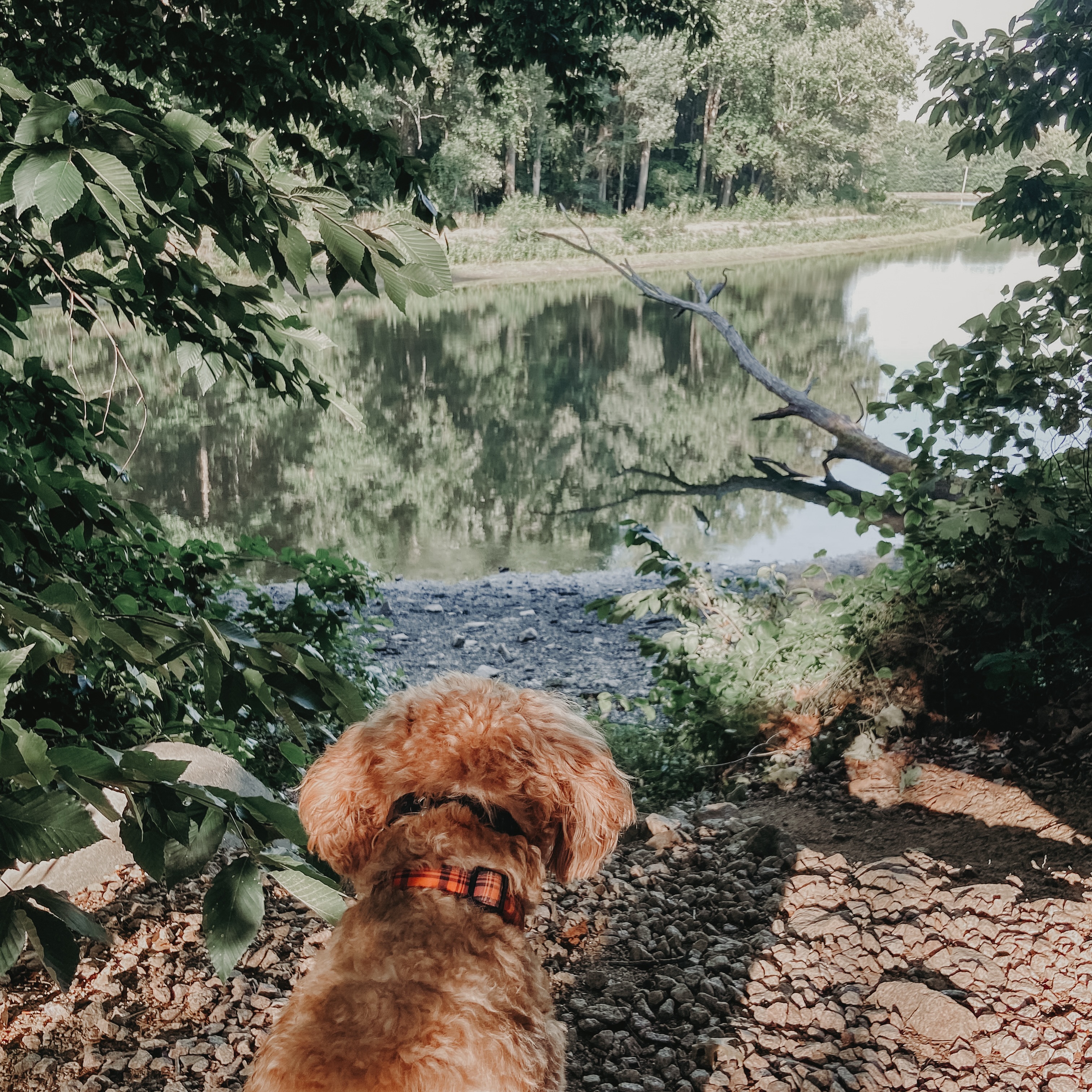 Want to take your dog with you, but they bark and pull on leash when they see new things and leaves you stressed out?🤔

Building impulse control allows our dogs to also enjoy hikes and fun things we can easily include them. Rocky is watching a crane on the branch calmly and gets to experience nature and enjoy life outside of the home and backyard!🐶

.
.
.
.

