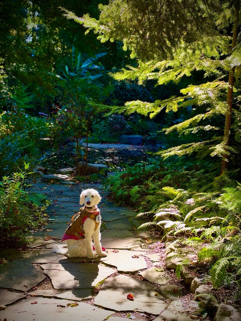 Two out of many benefits of dog training:

1. Less everyday stress for you. 🧘&zwj;♂️

When you invest time into building your dog&rsquo;s impulse control, the daily chaos melts away. Clear boundaries mean a calmer household when you need it. 

2. Incredible, blur-free photos. 📸

When your pup actually holds their stay, you get to capture those picture-perfect moments perfectly. No more missing the shot because they lunged toward the camera!

📸: @wendyyangphotography 

.
.
.
.

