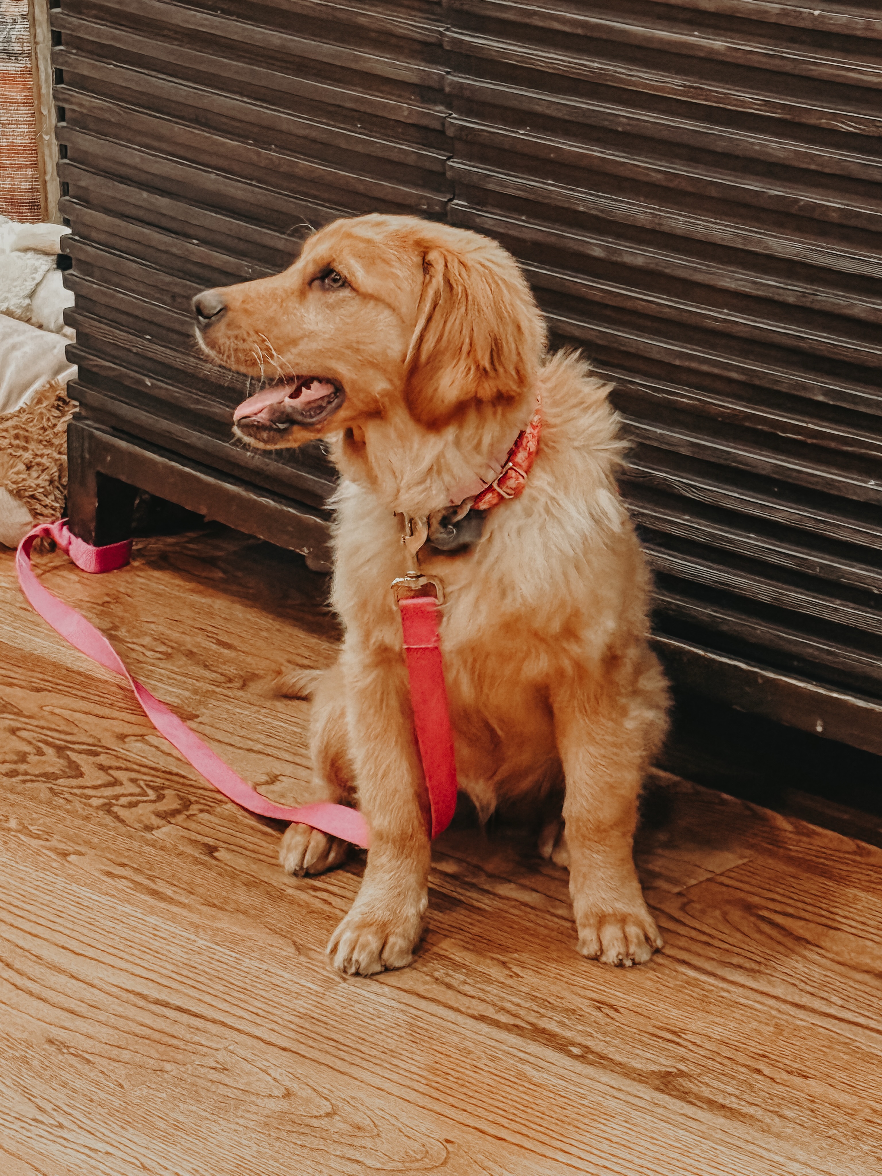 Practice makes perfect!👏

Cider practicing her sit command in between sessions!🐶

.
.
.
.

