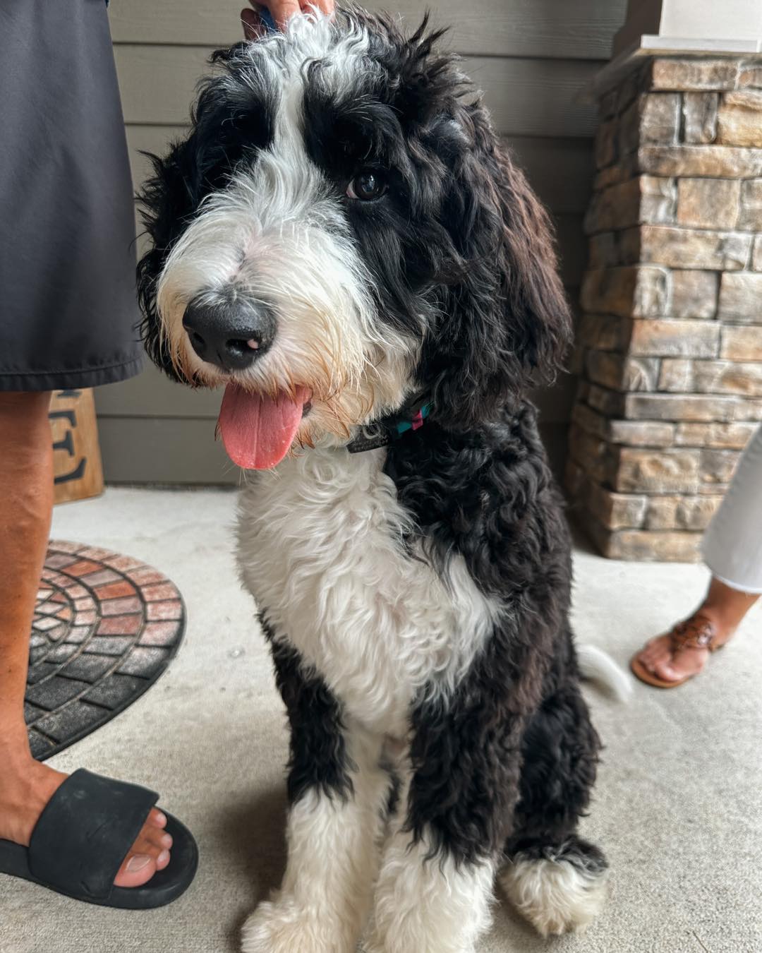 Introducing Baeley!🐾

This sweet @darlindoggies pup is going through training so she understands obedience commands at a high level before getting into service dog training!💙

.
.
.
.

