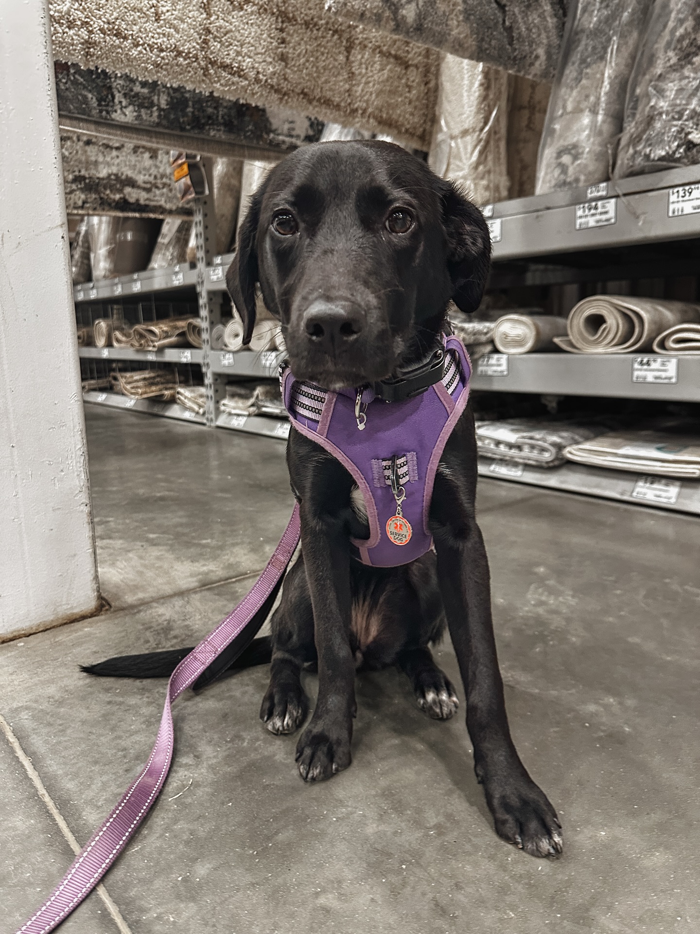 Miss Mischief has started her public access training!🥰

This team is putting in the work day in and day out to get them to service dog level before test day!🐾

.
.
.
.


