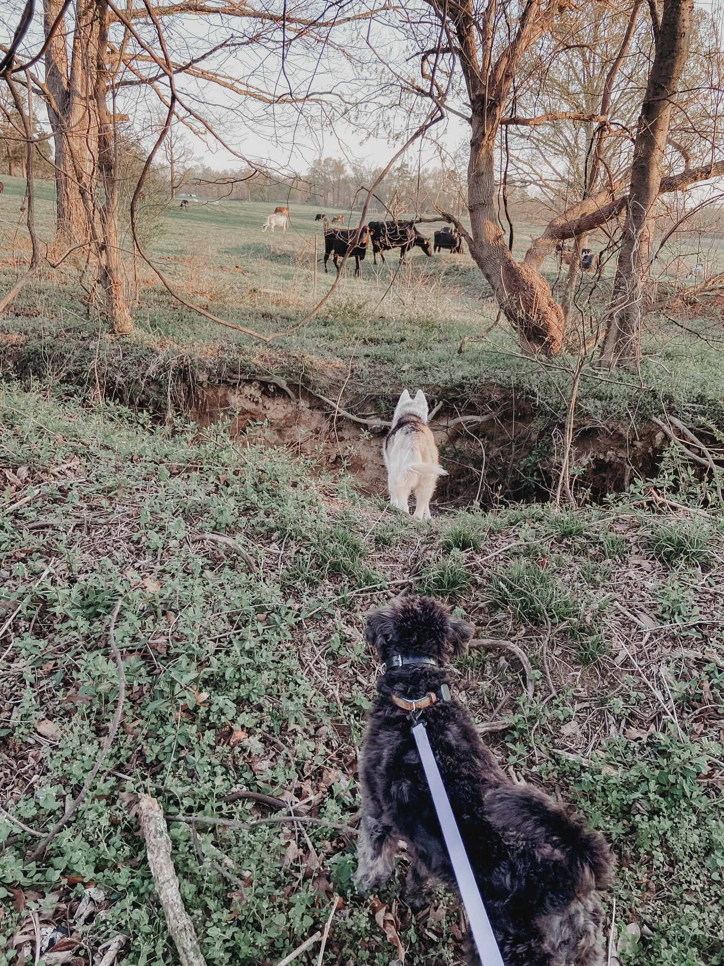 Impulse control at its finest + Jade made a new friend🐮🙌🏼😍

Jade, Siberian husky, off leash just looking at the cows that are right in front of her - would your dog be calm and just watch the cows looking at them?🤔

.
.
.
.

