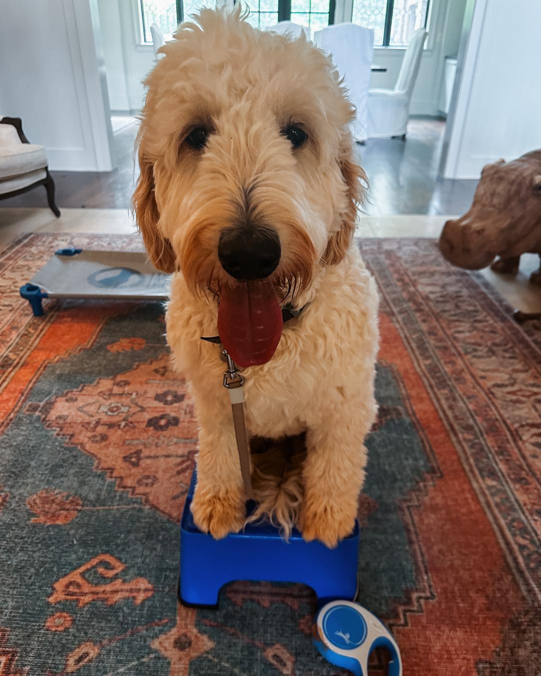 Introducing Buddy!🐾

Buddy is a super sweet boy that was re-homed when he was younger and is now going through obedience training to learn new skills and build his confidence to help eliminate his anxiety.

Advanced &ldquo;place&rdquo; items such as this exercise stool is a great way to expose your dog to new things and help build their confidence because it is on the smaller side and the texture is a different feeling on their paws. Show your dog they can fit and get on all kinds of textures, heights, and sizes of items! 

.
.
.
.

