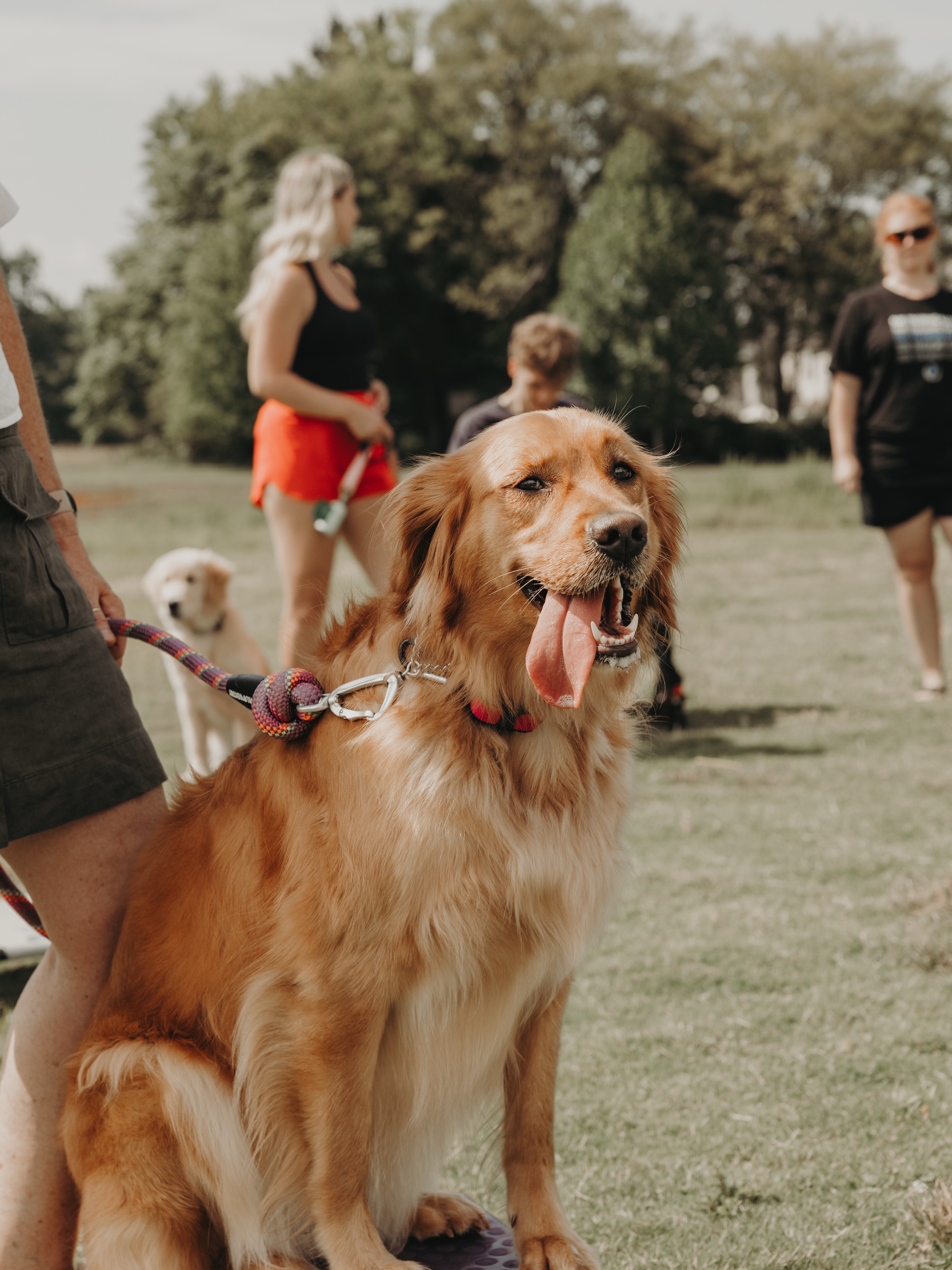 Group class this Saturday 9/5 is CANCELED! Due to the holiday weekend and heat we&rsquo;ve had quite a few cancellations. Have a great holiday weekend!🐶

For future classes: 🚨
 -If you are already signed up and change your mind or can&rsquo;t make it please remove yourself from the signup or message our office so other people can come and we can plan classes for the right amount of dogs. Thank you!

.
.
.
.

