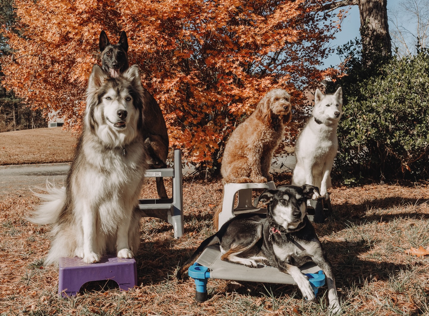 Happy Thanksgiving from our pack to yours🍂🦃🧡🐾

.
.
.
.

