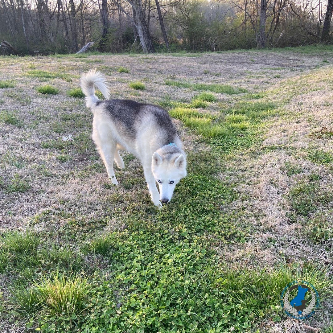 Sniffing is your dogs &ldquo;social media&rdquo; and also very healthy and satisfying for them. Because sniffing requires so much focus, 20 minutes of sniffing is said to be as mentally tiring for a dog as an hour-long physical walk. 

At Dog Training Elite Charlotte, we recommend when walking your dog to have both a structure walk (heel and working on obedience such as sitting before crossing the road) paired with breaks to sniff. It makes for a great power training session getting in both the physical and mental needs met while working on boundaries keeping your dog safe as well as leading your dog to be their best self and model citizen. 

Have you given up on walks? Do you have a dog that walks you with pulling, an overactive nose or reactive to all the distractions? Give us a call and let us help get you the structure you need to have a fun and satisfying walk with your dog everyday so you can both get the great benefits and engagement of a calm and relaxing walk. 

We come to you all over the Charlotte area, Troutman, Huntersville, Kings Mountain, Belmont.