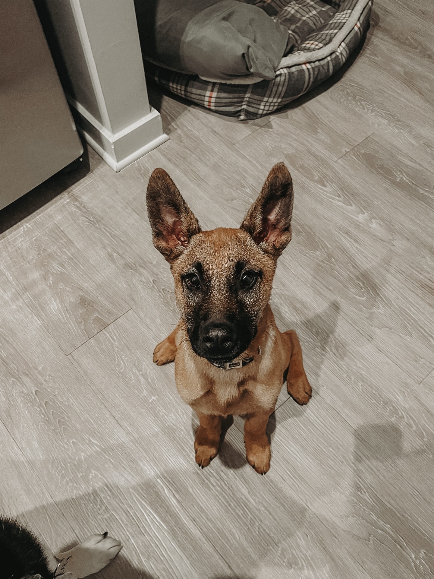 Meet Miss Tundra!🐶

This little cutie is super smart and a ton of energy. Those two characteristics can be a recipe for disaster if we don&rsquo;t know how use that energy for beneficial behaviors. 

We are working with Tundra to teach her new skills as well giving her family tools and exercises to not only mentally stimulate her but teach her boundaries to give her a happier and healthier life!👏

.
.
.
.

