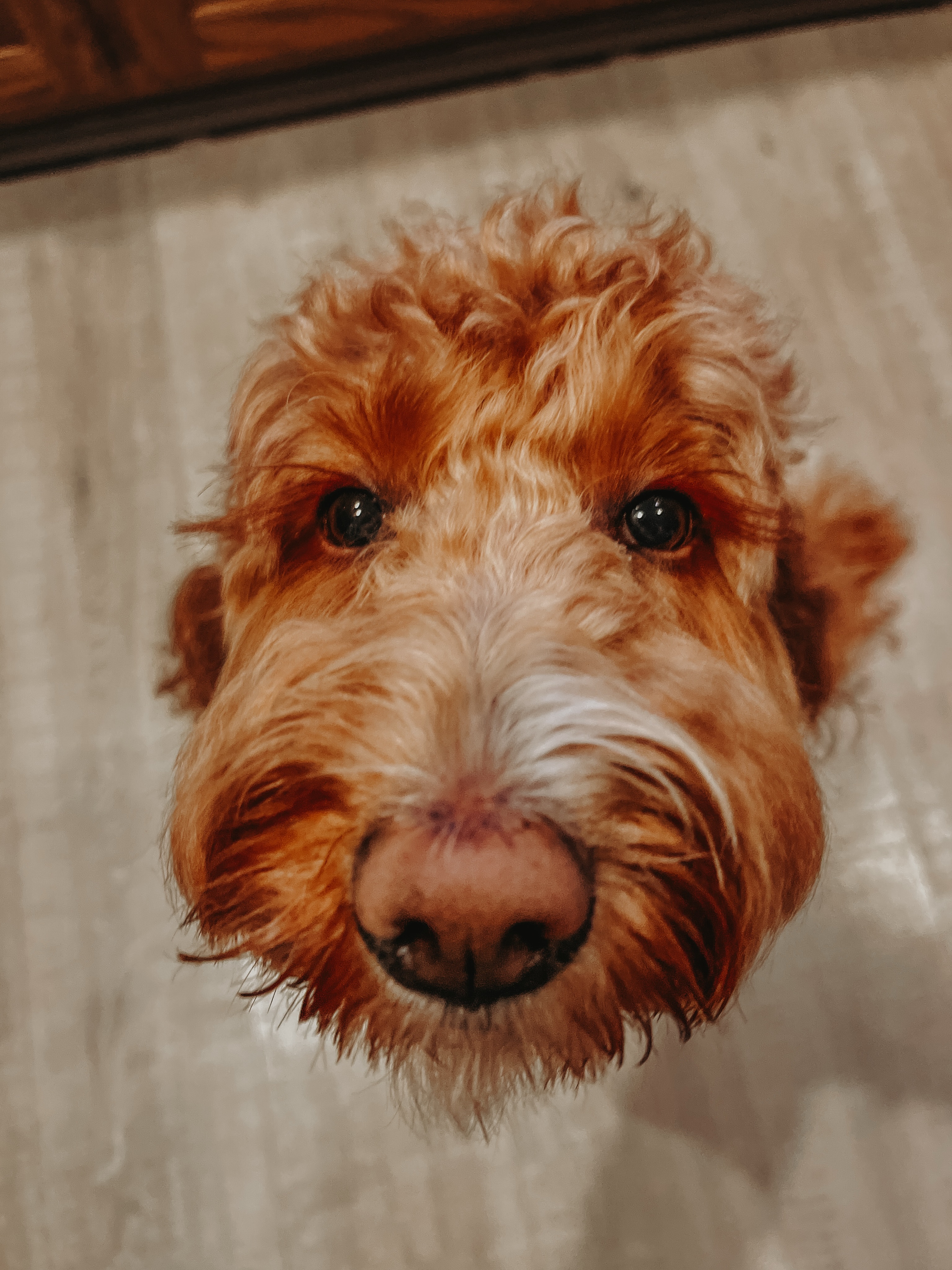 Does your dog really understand what you&rsquo;re asking, or are they just guessing?🐶

If you find yourself saying, &ldquo;Sit&hellip; sit&hellip; SIT,&rdquo; it might not be stubbornness. A lot of the time, it comes down to communication.

Dogs are constantly reading our body language, tone, timing, and routines, not just the words we use.

A few things that can make training much clearer:

&bull; Use the same cue every time
&bull; Make sure your body language matches what you&rsquo;re asking
&bull; Reward the behavior as soon as they get it right
&bull; Avoid repeating commands over and over
&bull; Remember that a command learned at home may need more practice around distractions

Clearer communication makes training easier for you and your dog. It also helps them feel more confident about what you&rsquo;re asking!🐾

.
.
.
.

