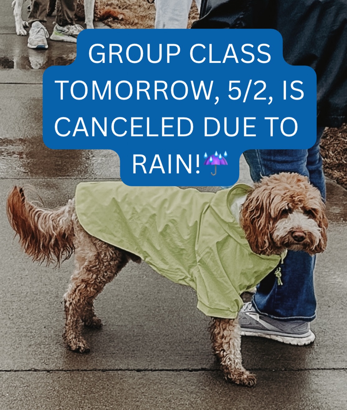 GROUP CLASS CANCELED SATURDAY, MAY 2 ☔️ 

With all rain on the radar all morning, Dog Training Elite Charlotte group class scheduled on Saturday, May 2 has been canceled. 

What to do on a rainy day?

-Work on place inside. Make it challenging by tossing kibble or toys off to the side of the cot, see how far you can walk away, work on pushups getting the sit and down while on the cot. Then give your pup a well deserved treat of a chew stick, frozen Kong, etc so they can relax on their cot. So much mental work all on a place cot!!

-Have a game of hide and seek. Put your pup in a down or on place, you walk away and hide and call your pup and see how fast they can find you. 

-Hide some favorite treats in a rolled up blanket or towel and let your pup sniff it out.

Send those videos and pictures our way by tagging us or sending to our client support number (980-680-2030) so we can see what everyone is working on. We love to be able to share the packs progress and show off those skills on social media too!!

Next group class is scheduled for Saturday, May 16 at 10:00am.