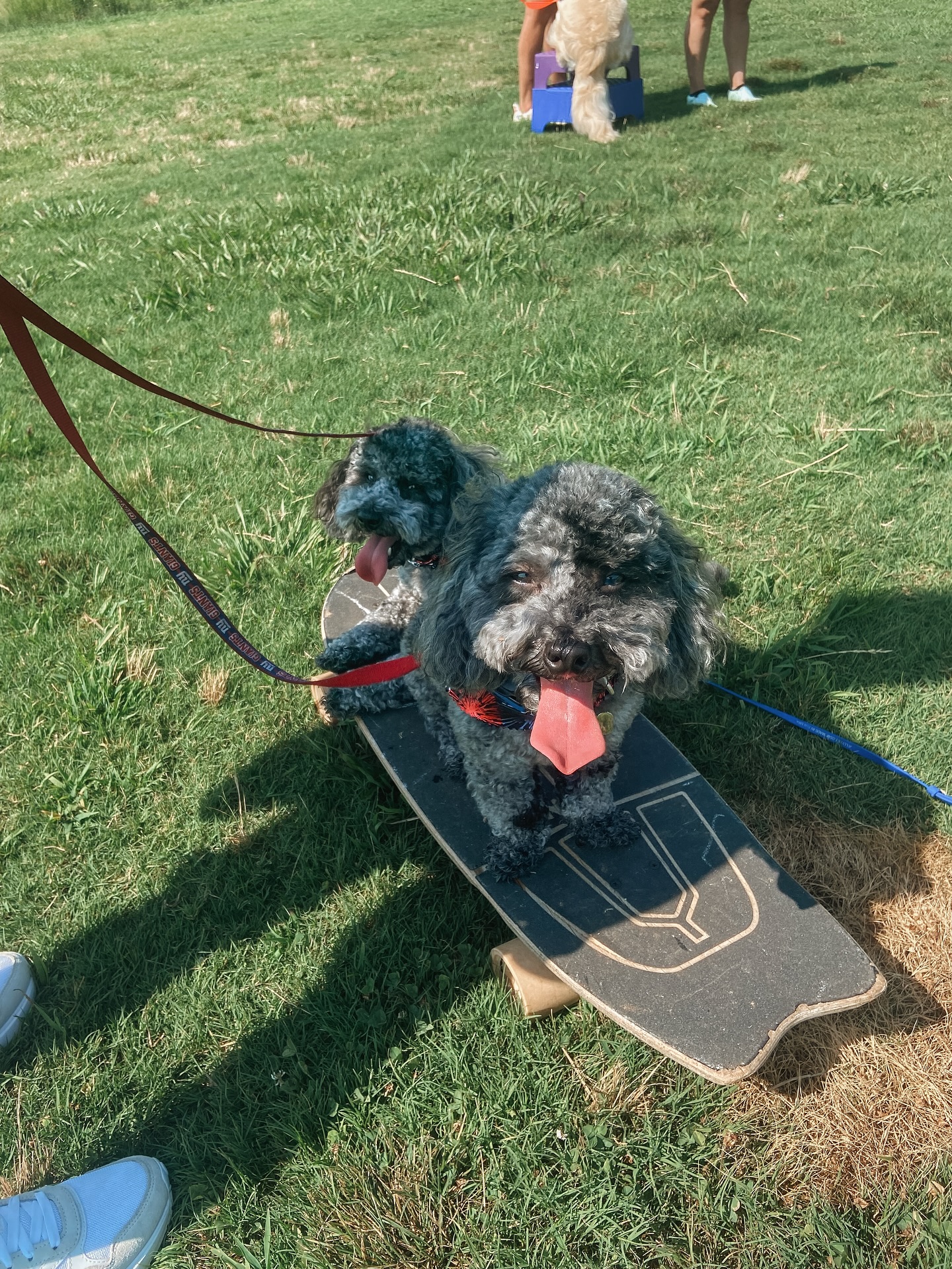 Charlie and Ozzie sharing a skateboard at their first group class!🥰

.
.
.
.

