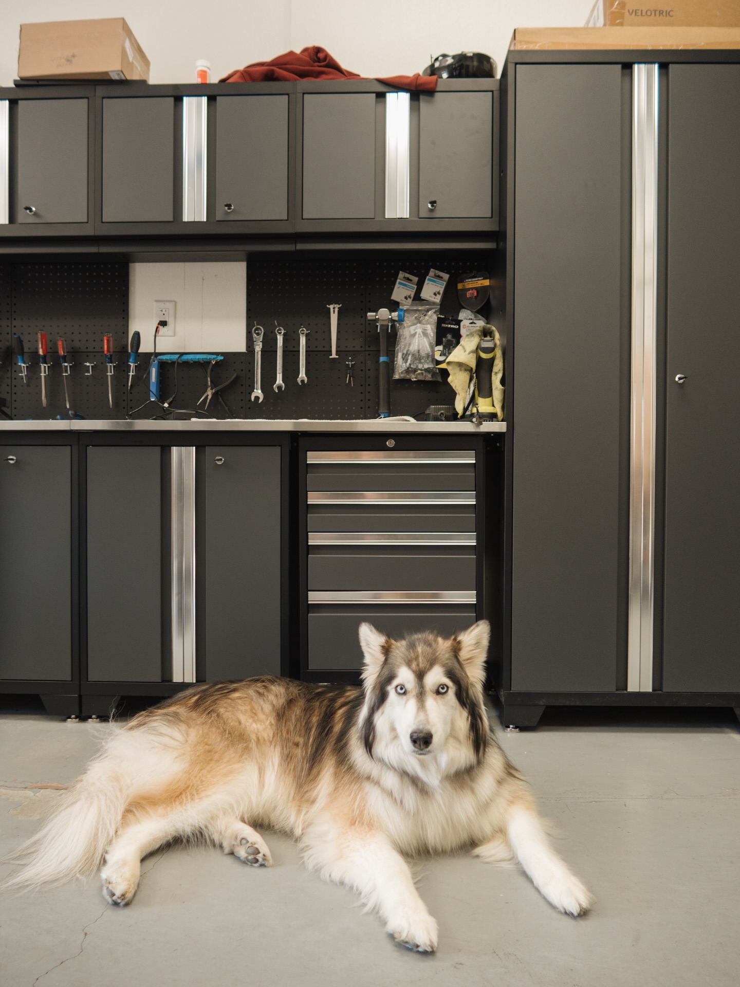 Gracie is making sure all the e-bikes are put together correctly as she is supervising the service department @pedegolkn 🐶🥰

.
.
.
.

