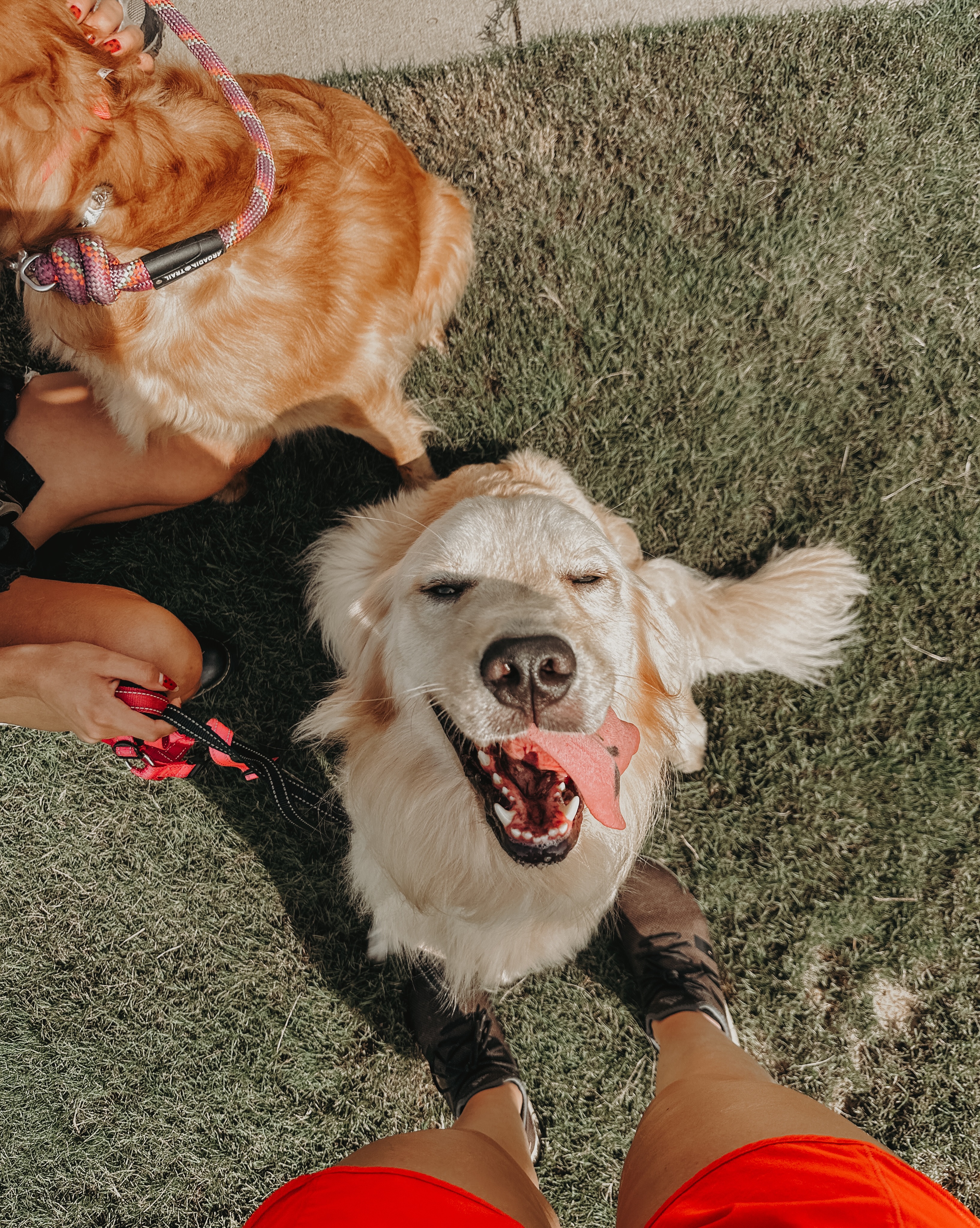 You know it&rsquo;s the end of group class when you look down and you see this🐶🤪

Daisy is always ready for her after group class pets😊

.
.
.
.

