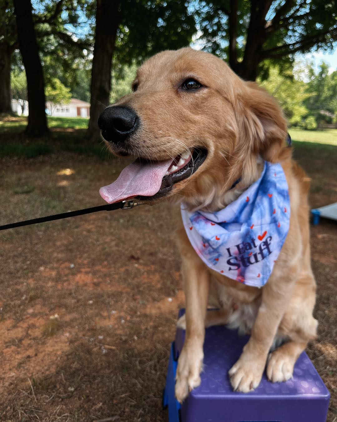 Welcome Mr. Flynn Rider!💙

This sweet boy is going through obedience to learn all of the basic obedience commands at a high level before going into service dog training!🐾

.
.
.
.


