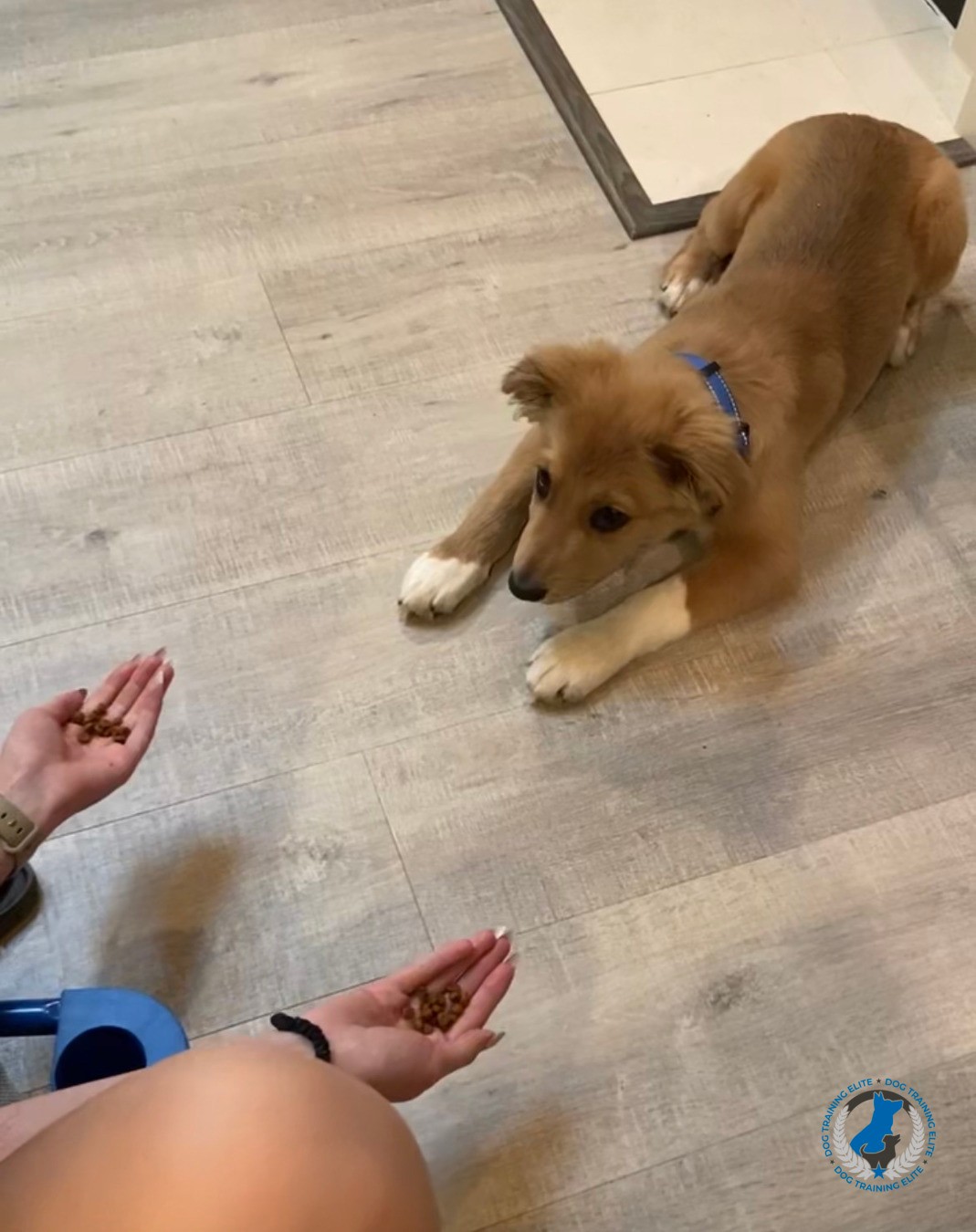 Spring Is in the air! 🦋 Looking forward to all those spring walks and summer vacations with your dog? 🐕 Wait, lack of control has you worried?

The lack of impulse control can be stressful. Some most common behaviors showing lack of impulse control include:

❌pulling on leash
❌jumping to greet everyone
❌bolting out the door
❌grabbing food out of kids hands
❌overly excited to play ball

If you want these behaviors to stop, spring training needs to start with working on engagement and focus around low distractions first.

Ready to jump start your dogs spring training? Dog Training Elite Charlotte comes to your home all around the Charlotte area including Monroe, Kings Mountain, Matthews, Mooresville, Troutman, Huntersville. What are you waiting for?