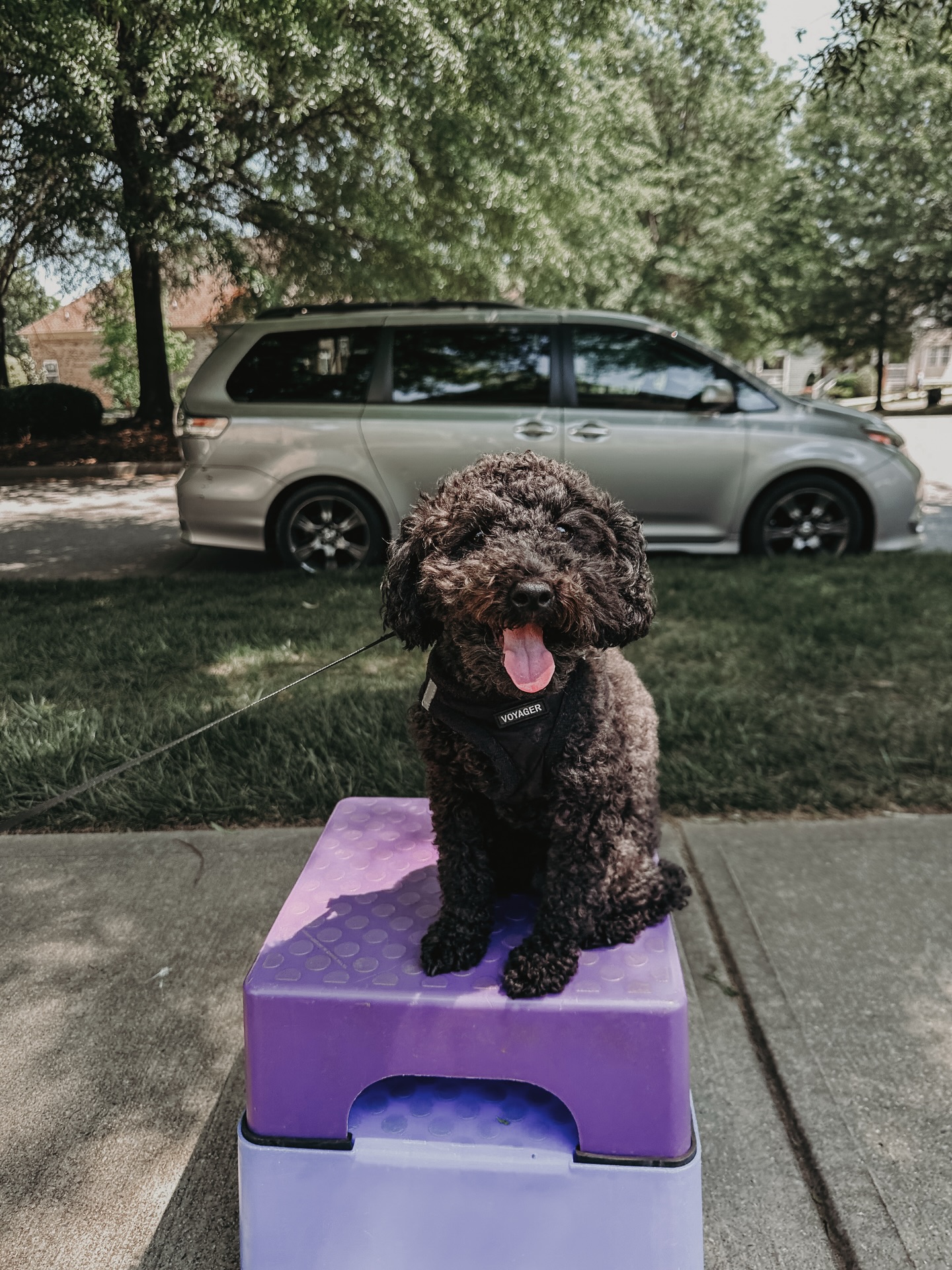 Casey showing off his new &ldquo;place&rdquo; skills!🐾

This little guy liked going on the slippery textured advanced place items more than he did the comfy cot during his place session. Look at that proud pup!😍

.
.
.
.


