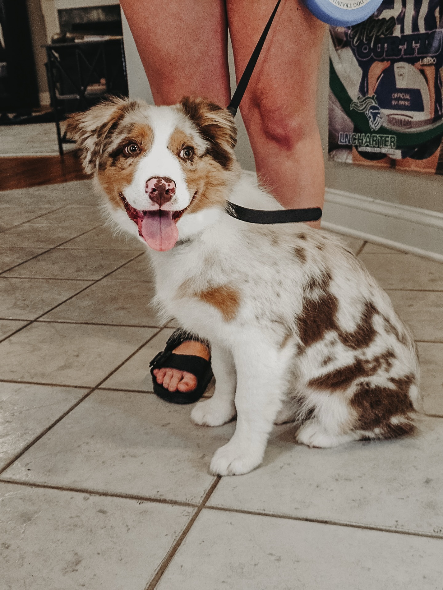 Introducing Clover!🐶

This young guy has been doing great during his one-on-one sessions. Building on more obedience commands, eye contact, and confidence building the next couple weeks before he heads to group classes around a bunch of distractions!🤩

.
.
.
.

