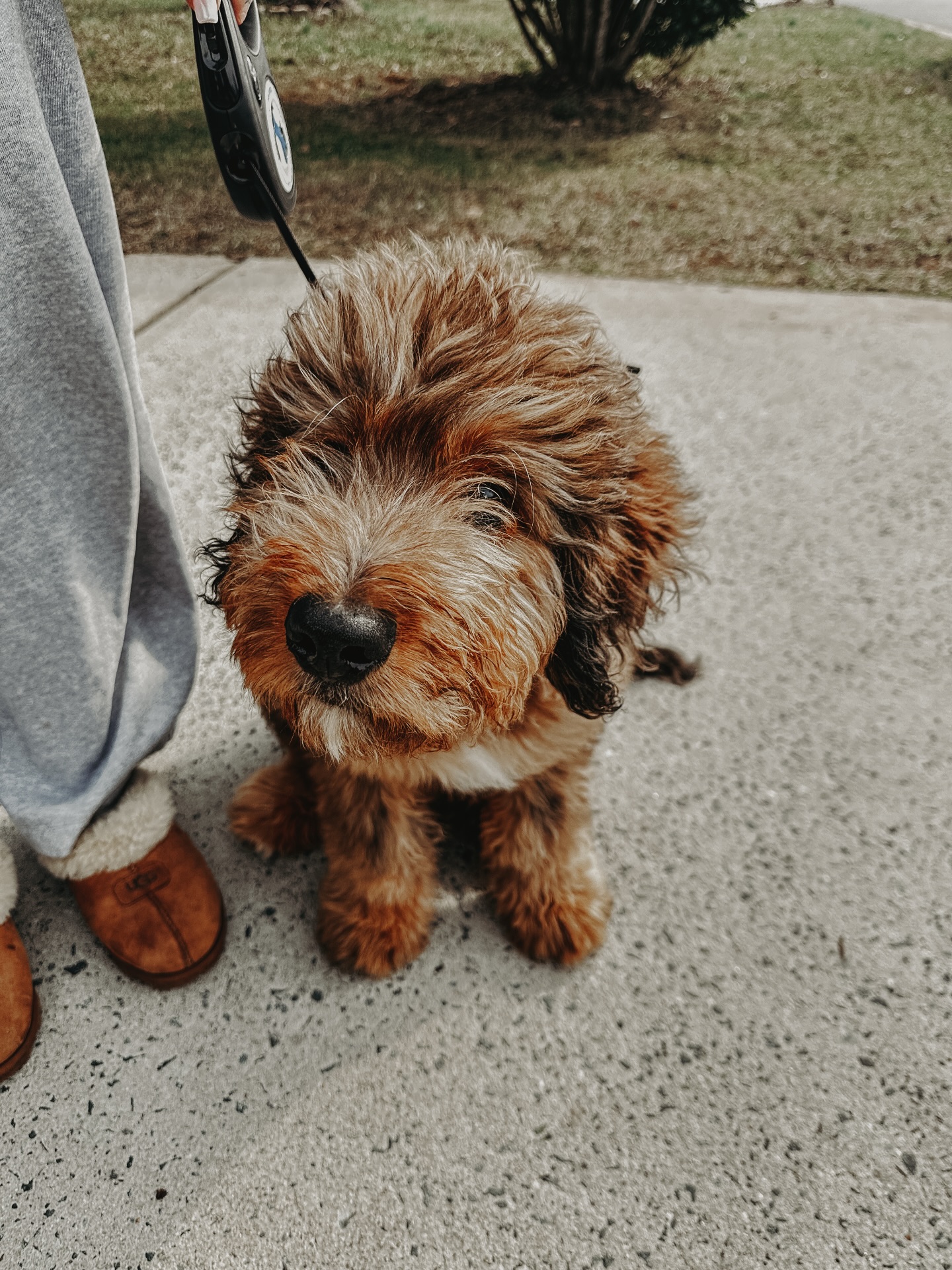 Louie is going through our obedience program to get his puppy energy under control around distractions and get him a solid foundation to become a T H E R A P Y dog 🤩

.
.
.
.

