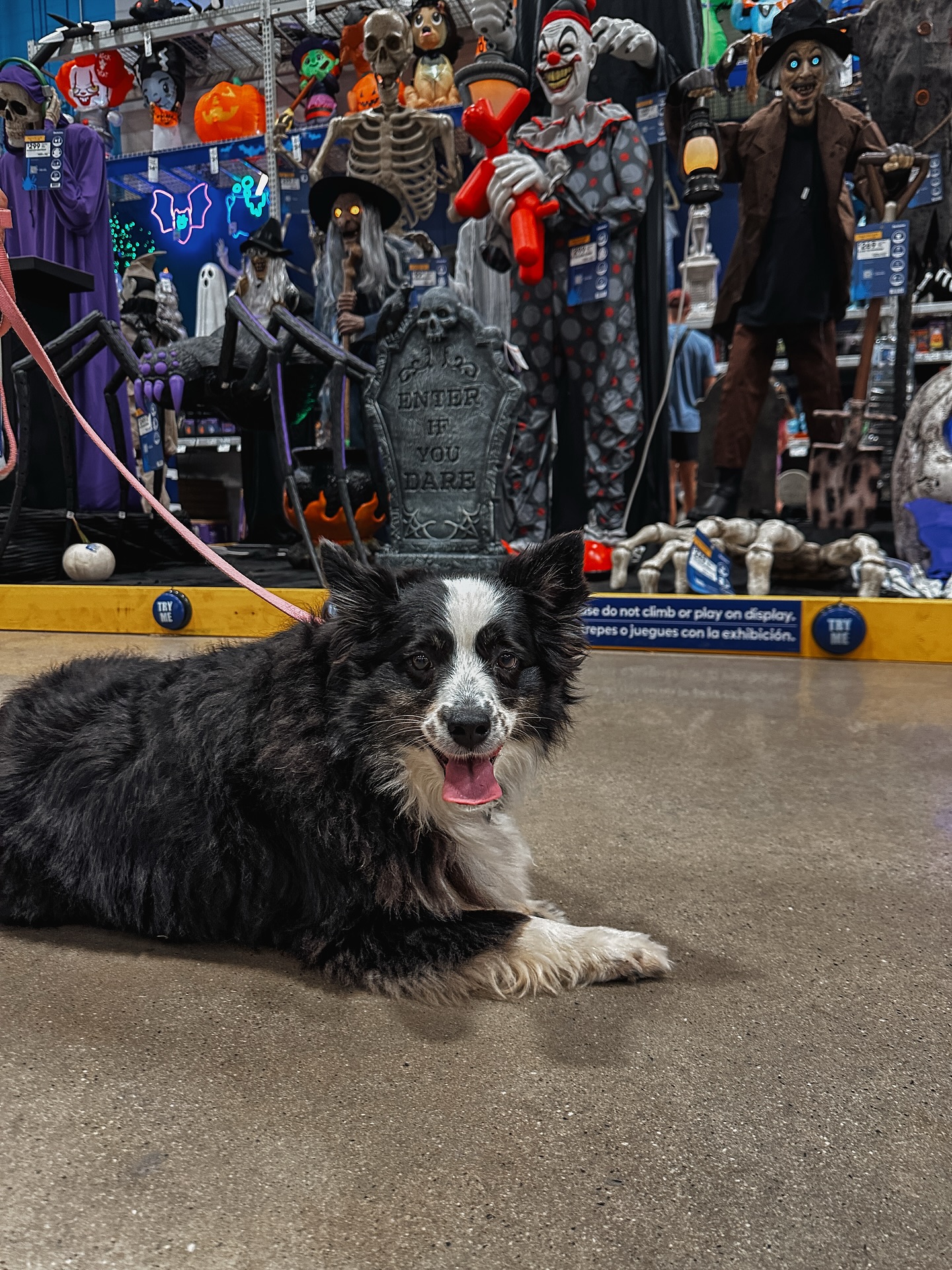 Are you ready to get into the Halloween spirit?!🎃

Nova is getting her practice in with all the Halloween decorations at Lowe’s. This is a great distraction to work your dog around!👏🏼

.
.
.
.

