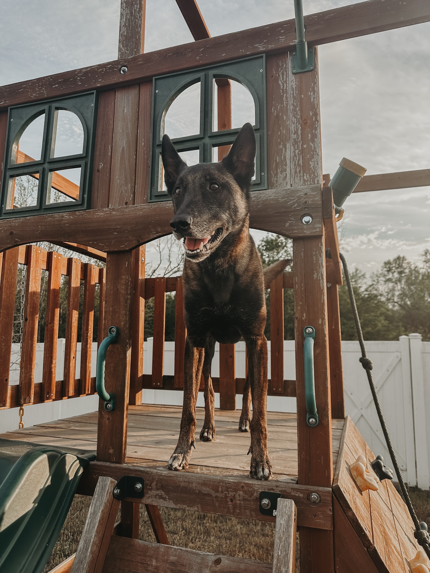 Ryder is ready to take on any adventure including running up and down the ladder of a play set!😂🐾

.
.
.
.

