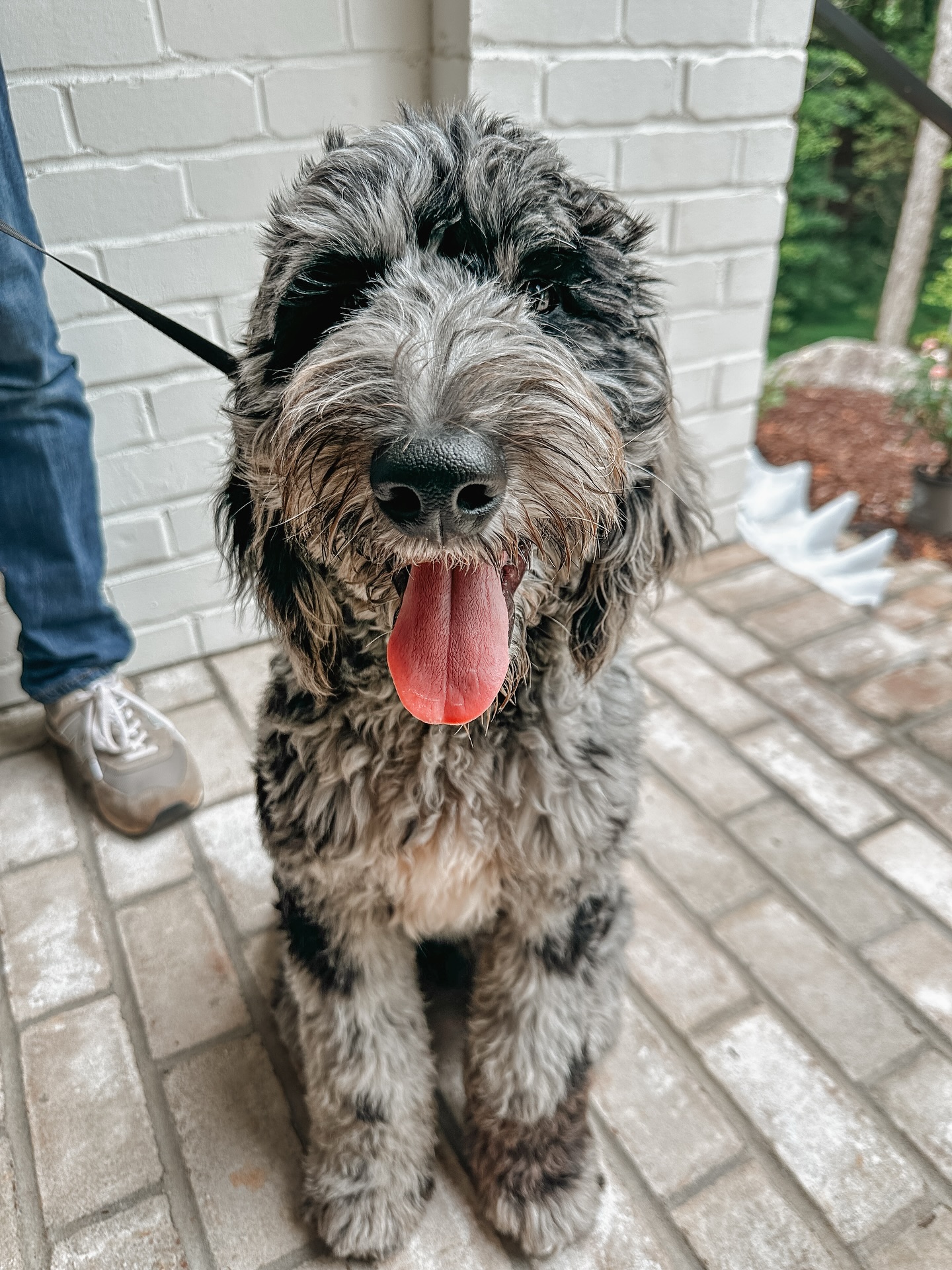Introducing this cute doodle pup, Franklin!🐶

Franklin is going through obedience training to get his skills solid before going through therapy dog training!👏🏼

.
.
.
.

