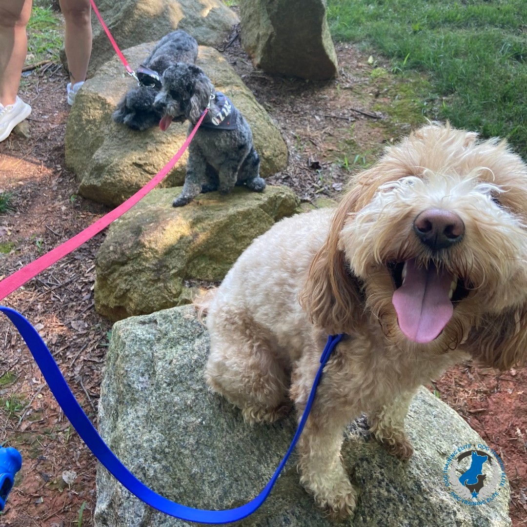 Brothers, Ozzy and Charlie here enjoying their first group class. Rocky (mini goldendoodle) is cheering them on as they find their happy “place” at group class on top of a few bolders. 

Charlie is working hard to kick his reactivity and doing a fine job around all the new dogs at group class in Charlotte, right outside of Huntersville, NC. 

Come out and join us and watch your dogs confidence rise and anxieties melt away! 

Obedience, Service Dog, and Therapy Dog training available! Call Dog Training Elite Charlotte today!