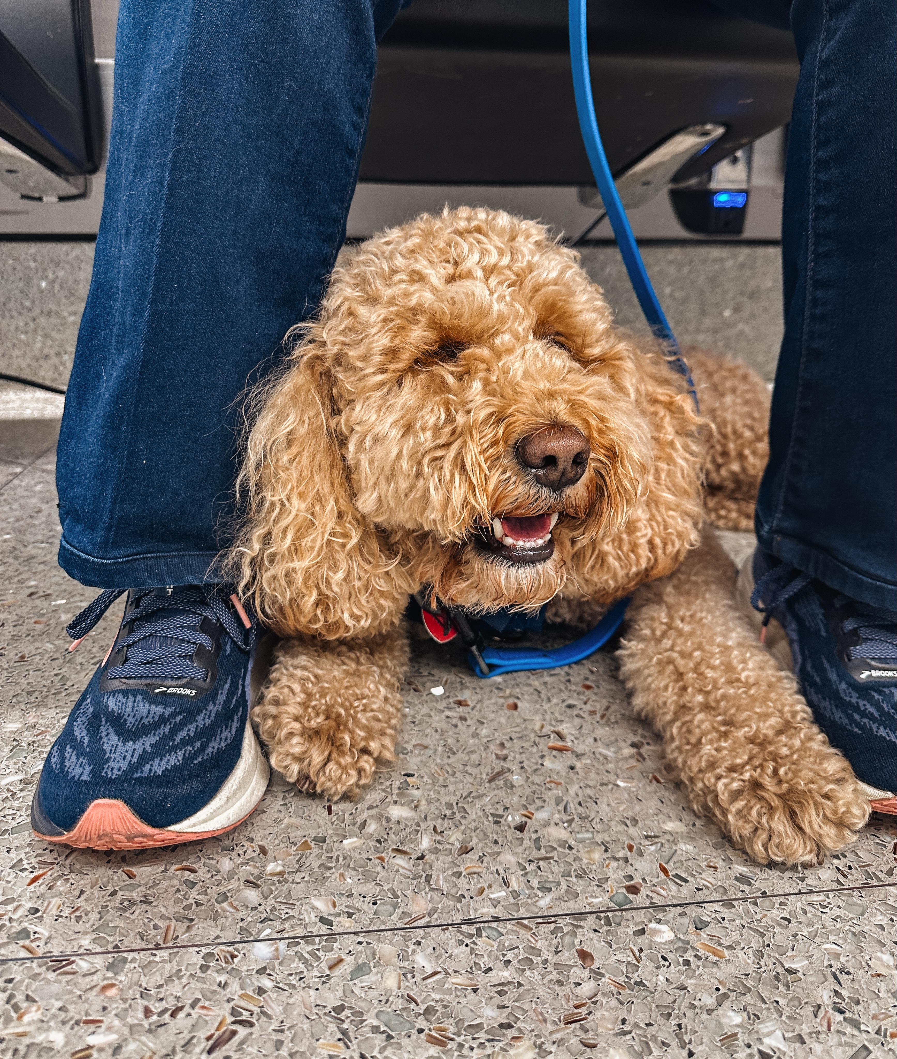 Miss Ginger at the airport for a tune up session! 

This girl has been a service dog for years and she is still a solid as she was when she was going through training - no back tracking here! Way to go Team Ginger!!👏🤩

.
.
.
.

