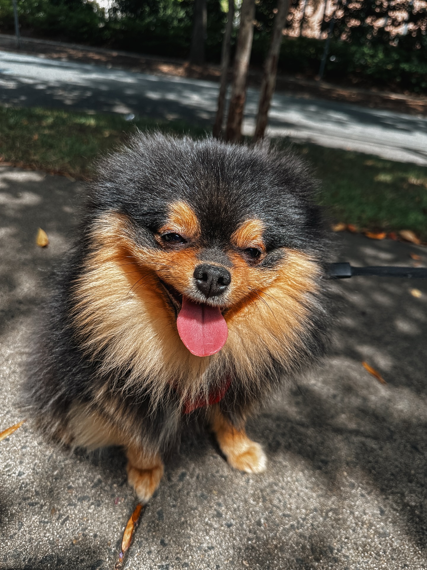 Introducing this handsome Pomeranian, Meatball!🥰

This little floof is learning manners through obedience training. He is learning come, sit, place, heel, down, and off commands during his one-on-one sessions before coming out to group class to work around distractions!🐶

.
.
.
.

