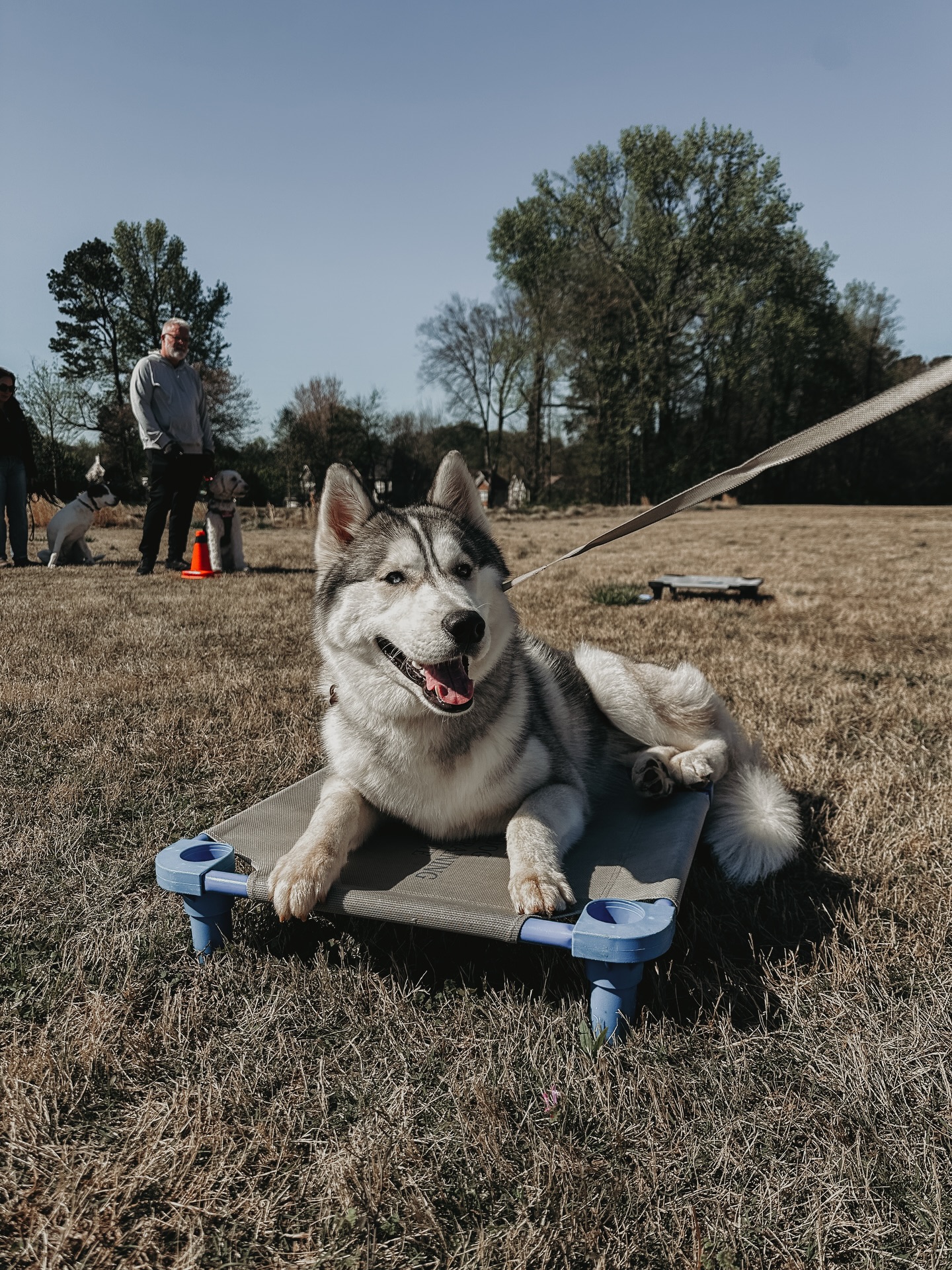Gray all grown up!🥹🥰

Gray attended his first group class last weekend to work on all of his skills around all kinds of distractions!👏

.
.
.
.

