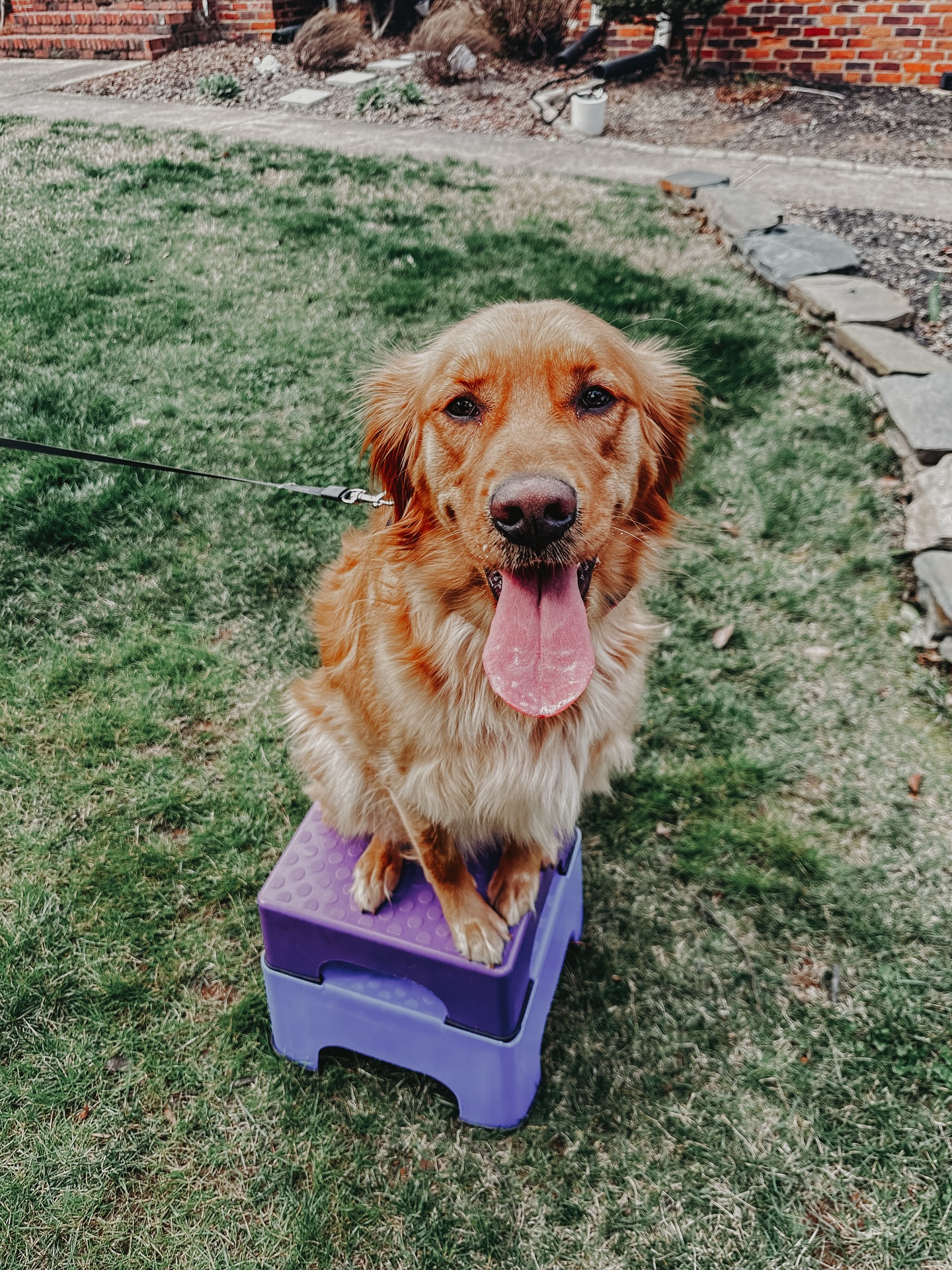 Georgia learned the &ldquo;place&rdquo; command at her last one-on-one training session!🐾 

This was a great one for Miss Georgia to build confidence in herself and her humans. Getting her on advanced place items (various textures, sizes, and heights) allows her to try new things and show her that she can do it and be proud of herself even if she was unsure of it at first!👏

.
.
.
.

