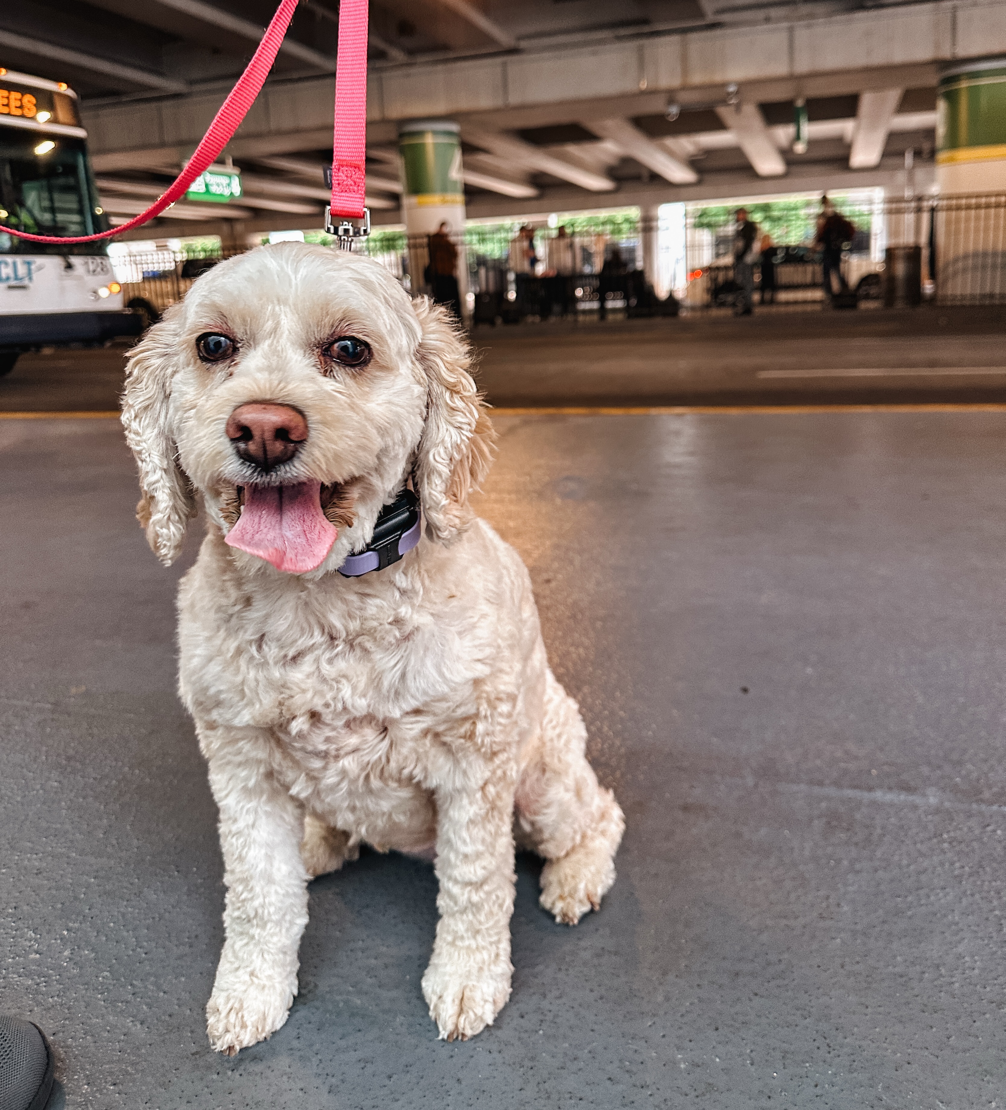 Maggie&rsquo;s first time at the airport for a public access session where she saw all kinds of new sights, noises, and smells. It was a great session to work on distractions to get her ready for therapy work at the hospital in the future!👏🤩

.
.
.
.

