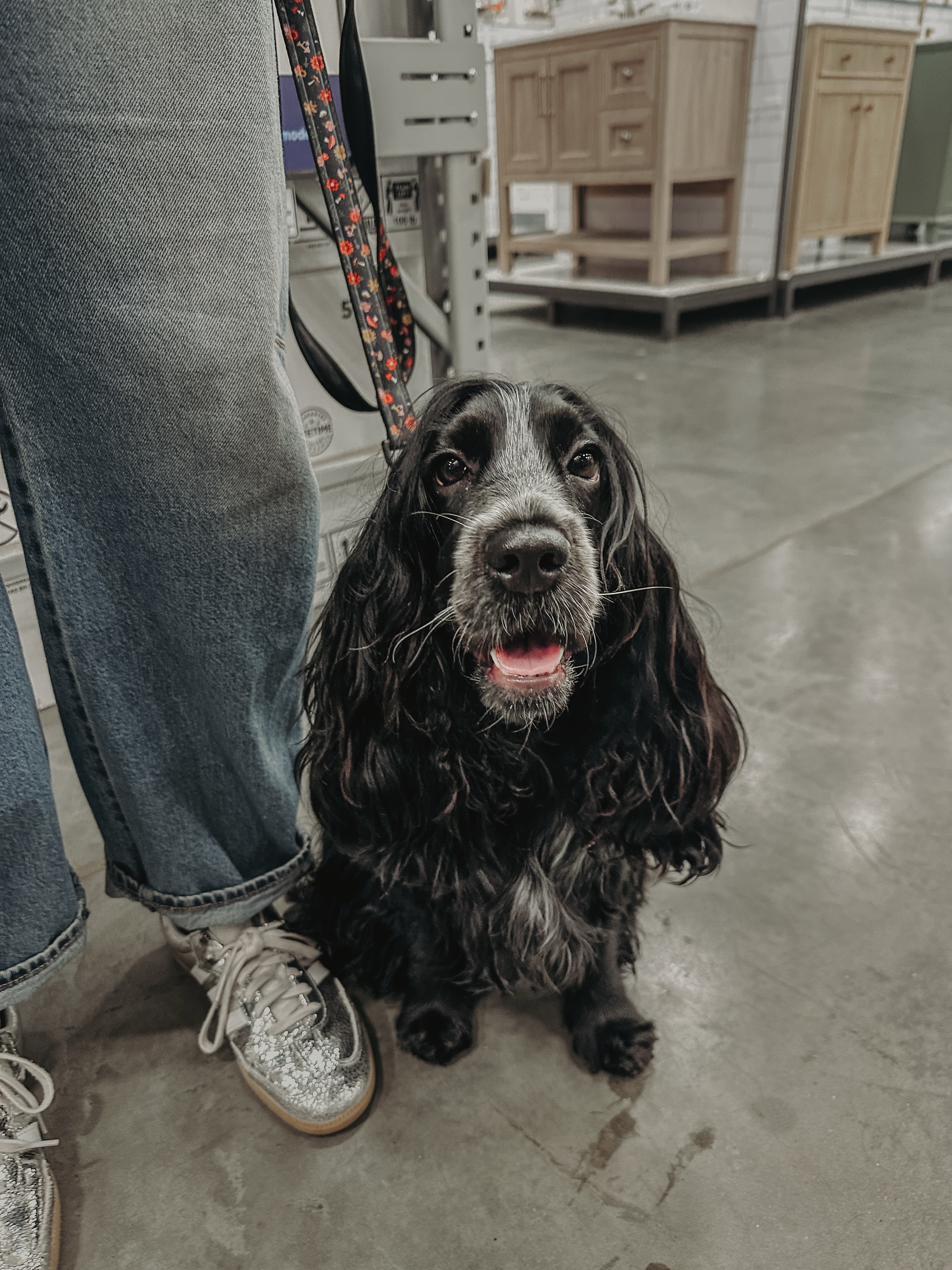 Ella has started her public access training!👏 Getting her one step closer to becoming a service dog!🤩

.
.
.
.

