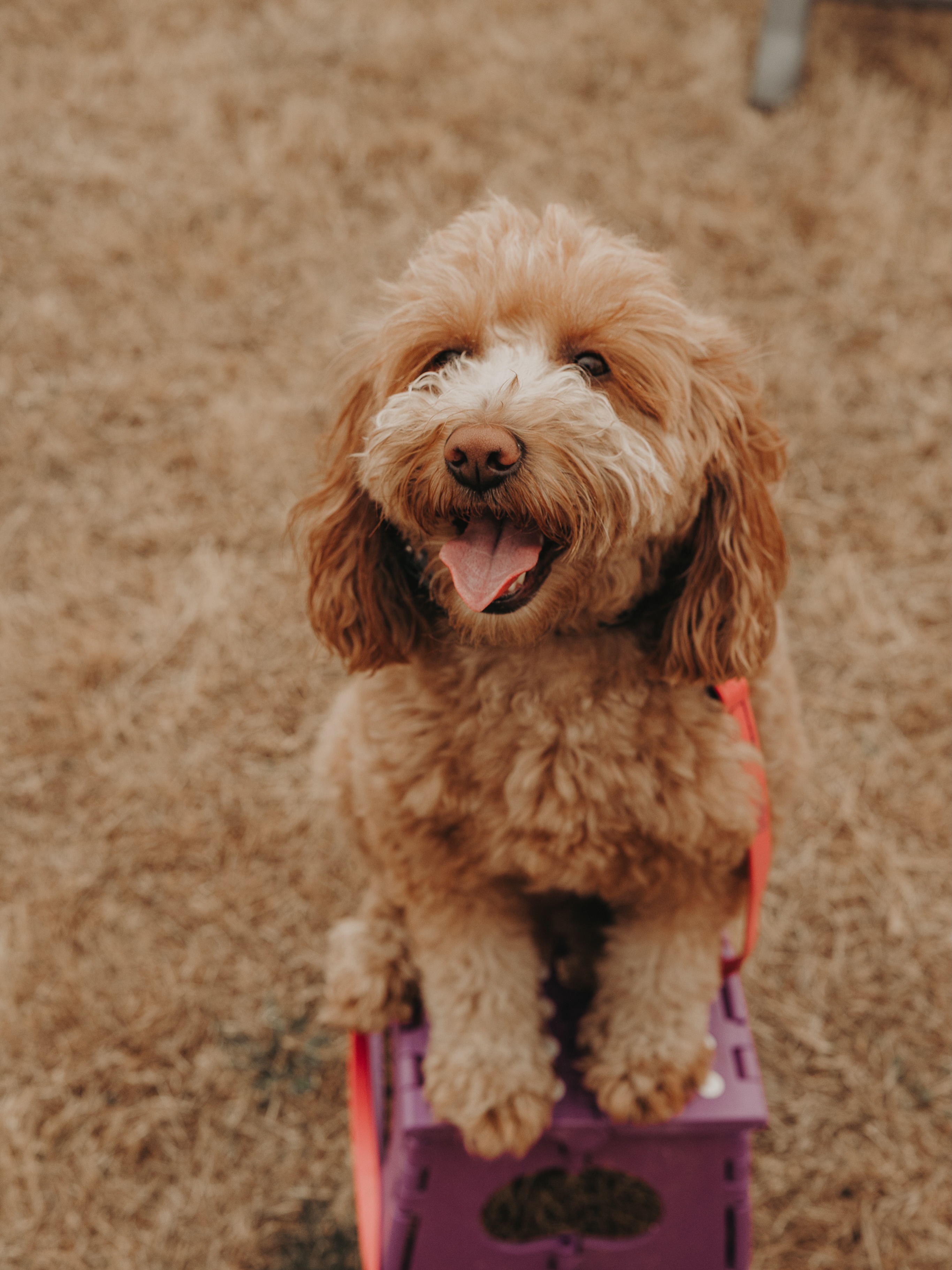 Your weekly reminder that we do have group class this Saturday 5/23! See you soon!😊🐾

.
.
.
.

