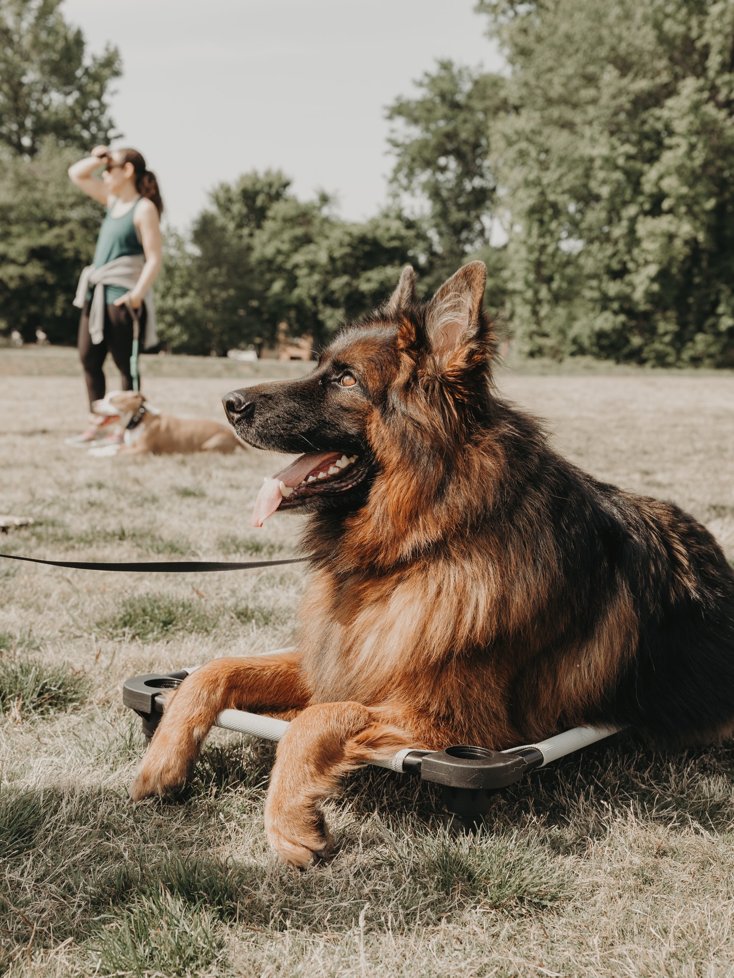 Eye contact isn&rsquo;t just a &ldquo;cute&rdquo; trick, it&rsquo;s the foundation of real communication with your dog! 👀🐾

When your dog chooses to look at you, they&rsquo;re saying:
&ldquo;I&rsquo;m ready to listen&rdquo;
&ldquo;I trust you&rdquo;
&ldquo;What&rsquo;s next?&rdquo;

Building that focus means fewer distractions, faster learning, and a stronger bond both on and off leash.

At Dog Training Elite Charlotte, we don&rsquo;t just train commands - we build connection.

Ready for a dog that chooses YOU over everything else? Let&rsquo;s get to work.

.
.
.
.

