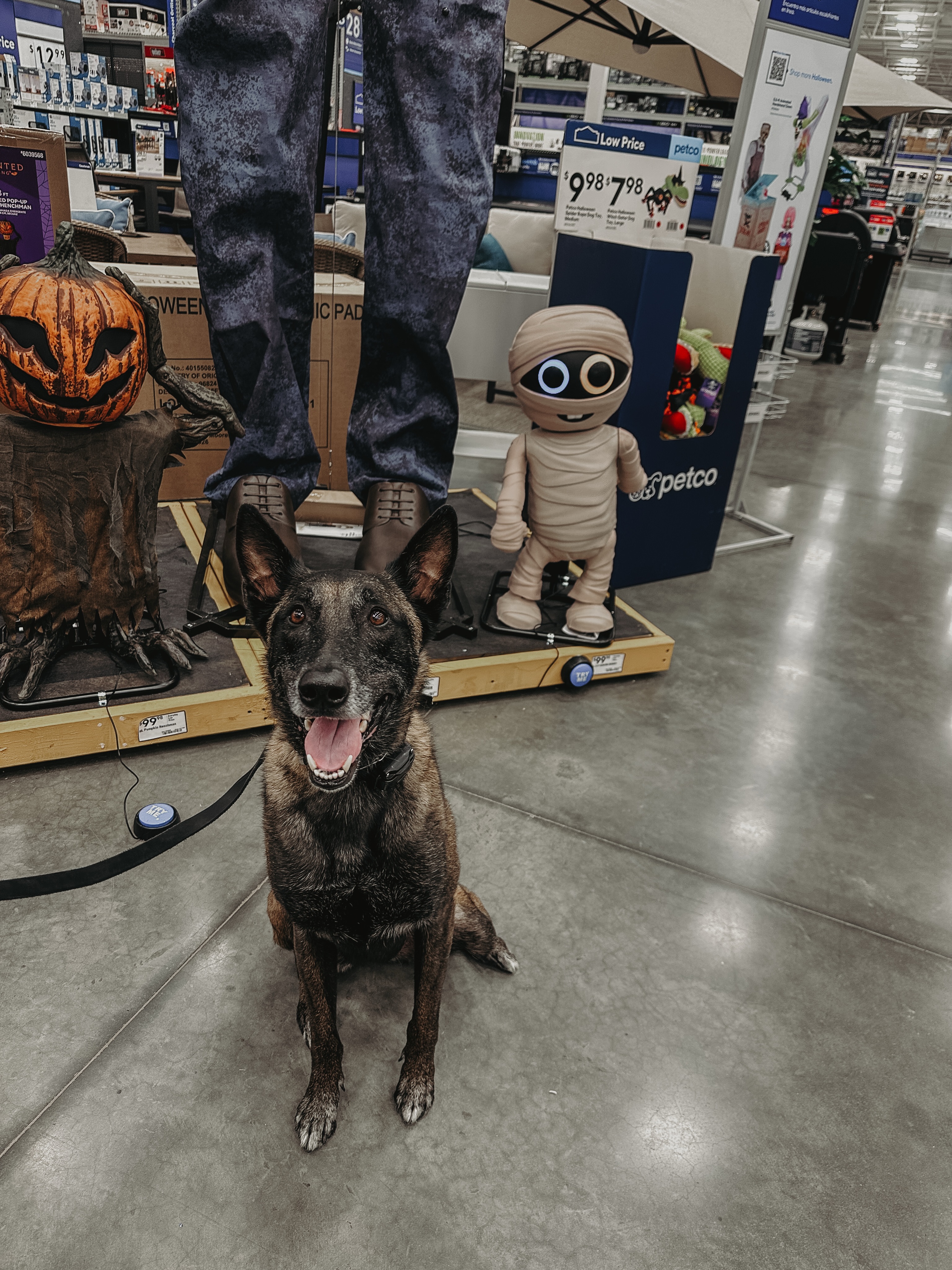 Sunmerween is here!🎃☀️

As stores are starting to put out their Halloween displays, go ahead and work your dogs around the weird moving and talking things that we like to call decorations!😂

It&rsquo;s not something your dog sees everyday so they are great distractions to introduce your dog to. If they get nervous around them, work them through it and build that confidence!👏

.
.
.
.

