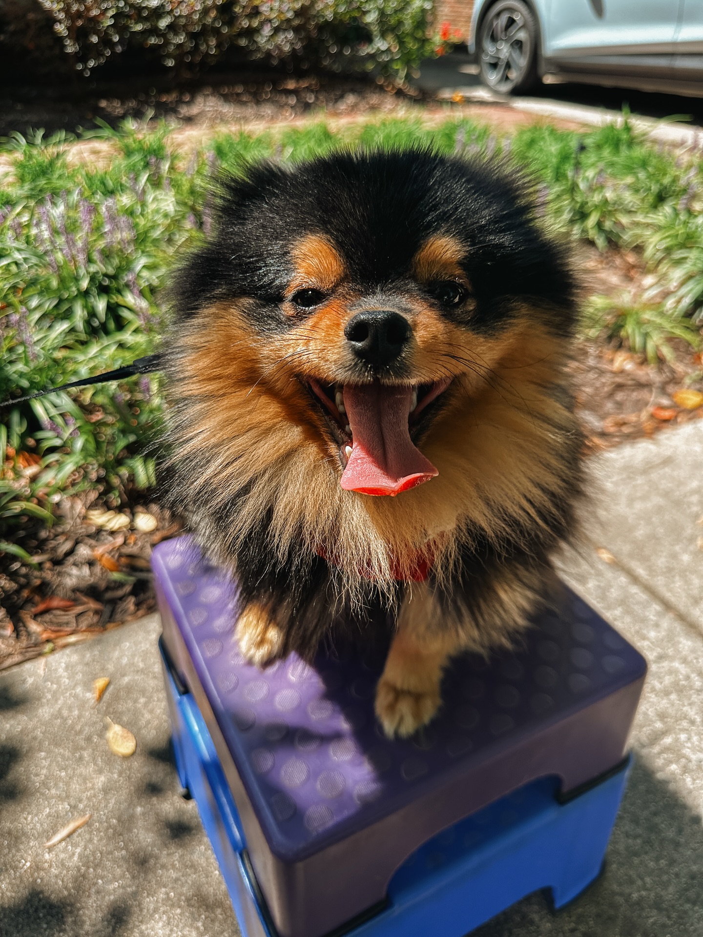 Mr. Meatball liked jumping up on the advanced place items during his “place” session!🥰

.
.
.
.


