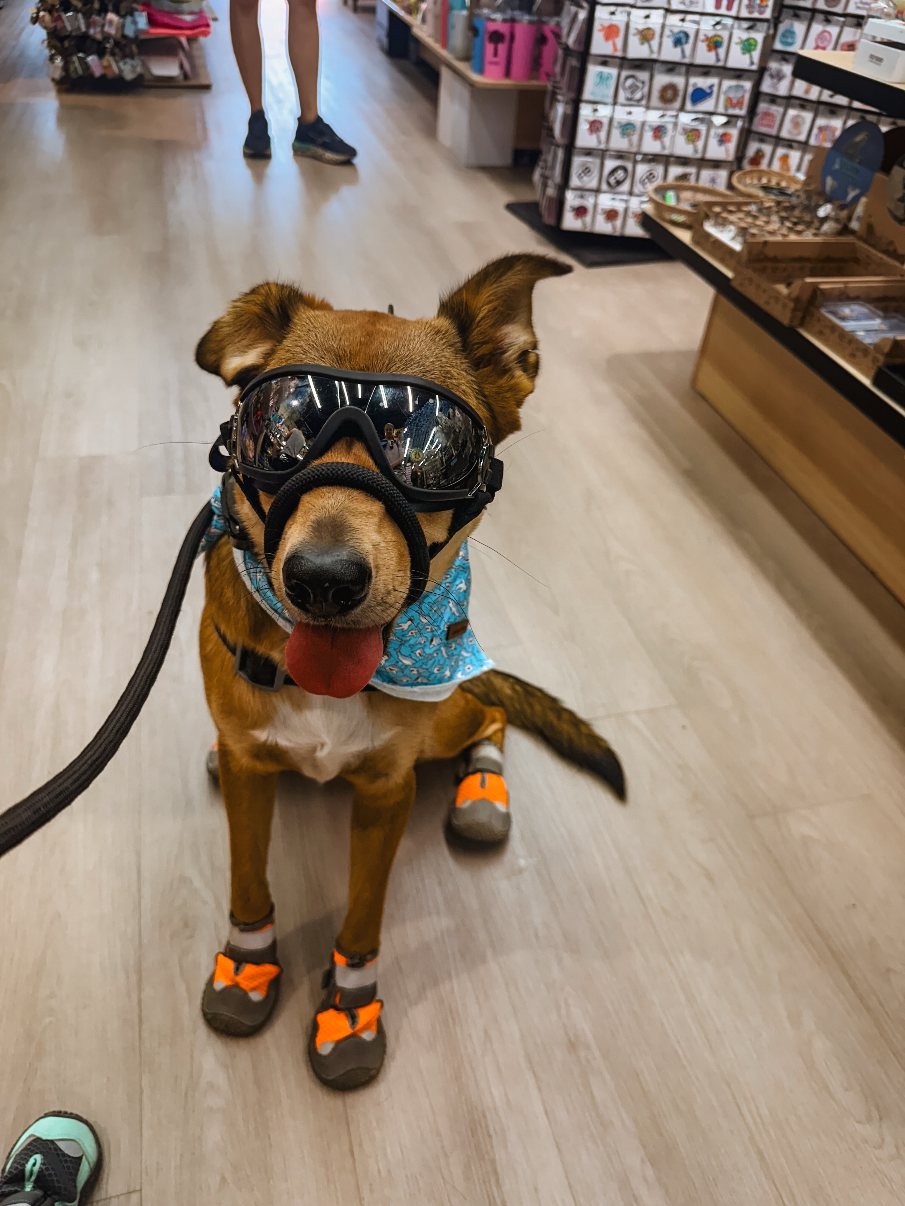 Willow is ready to take on any adventure in this heat wave!👏☀️

.
.
.
.

