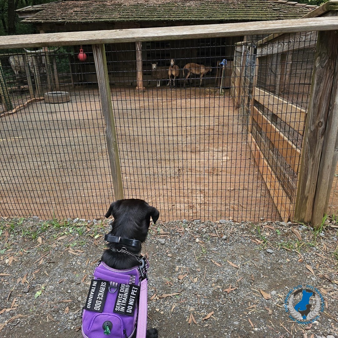 Mischief is contently observing the goats eat. 👏 Giving your dog the gift of a calm relaxed mind around all distractions will allow them to be confident and enjoy all their adventures. 

At Dog Training Elite Charlotte we teach obedience training, service dog training and therapy dog training which all focus not only commands, but helping our dogs manage any situation more calmly. We give the pups and their humans the skills they need to manage even the most challenging distractions. Want to learn more? Call today! We service the entire Charlotte area and surrounding cities.