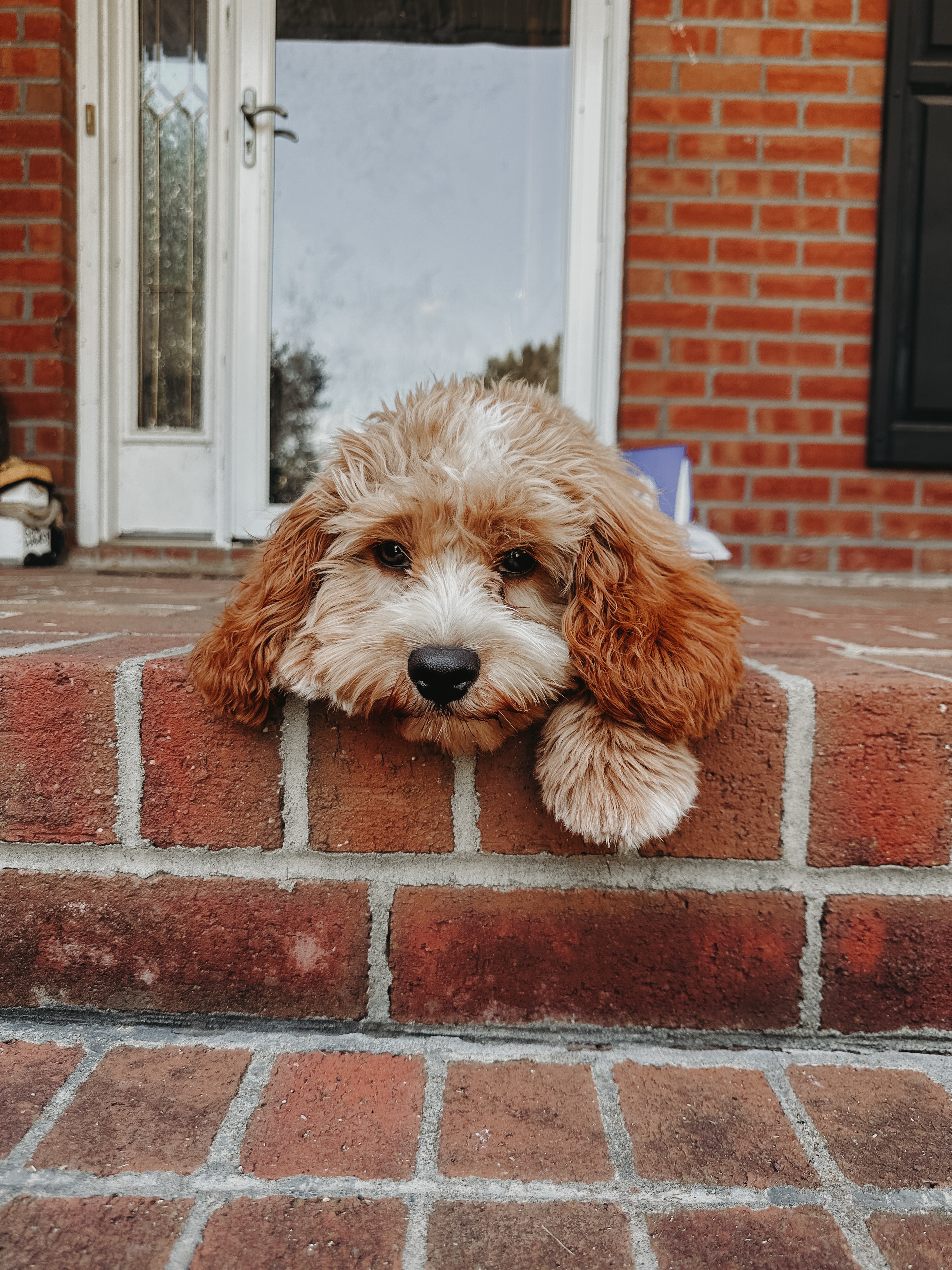 That feeling after a one-on-one in-home obedience session!😴

Dog training is more than just teaching your dog to sit and down, it&rsquo;s also a ton of mental stimulation where they are constantly thinking for themselves. Using their minds gets rid of that excess energy that leads to jumping, nipping, barking, and other bad behaviors🐶

.
.
.
.

